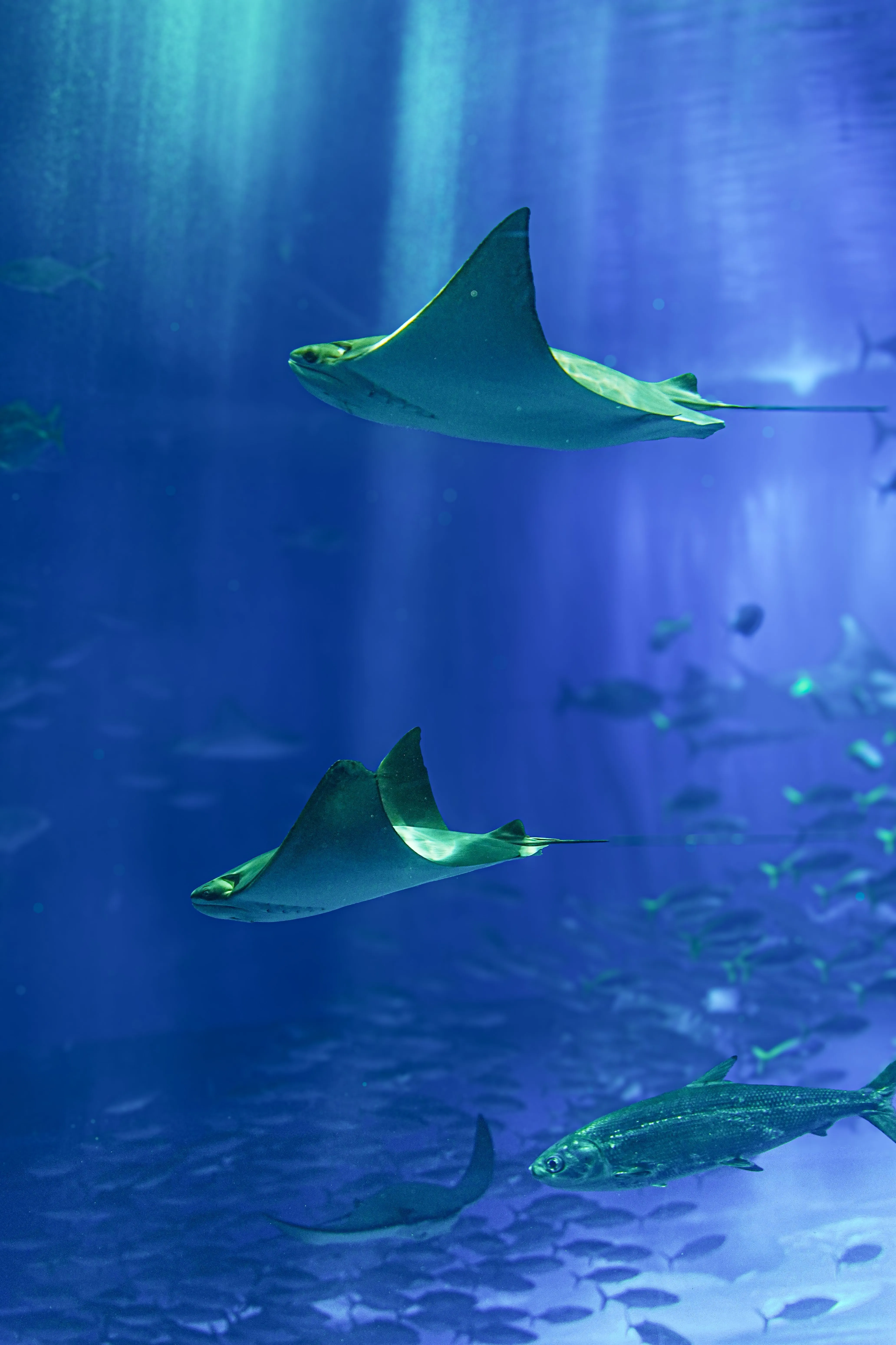 Stingray in Blue Water · Free