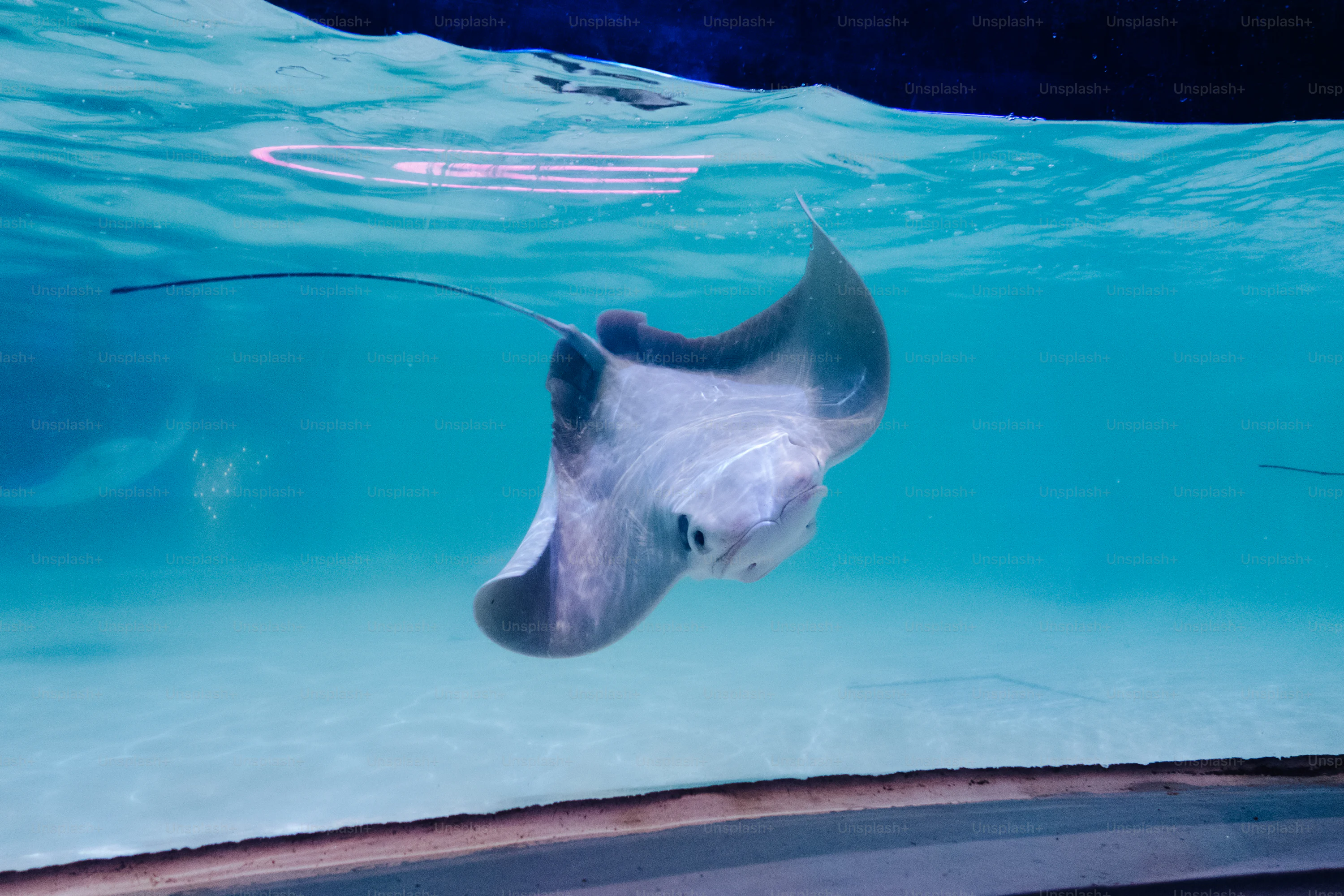 A stingray swims gracefully underwater in clear blue water. photo