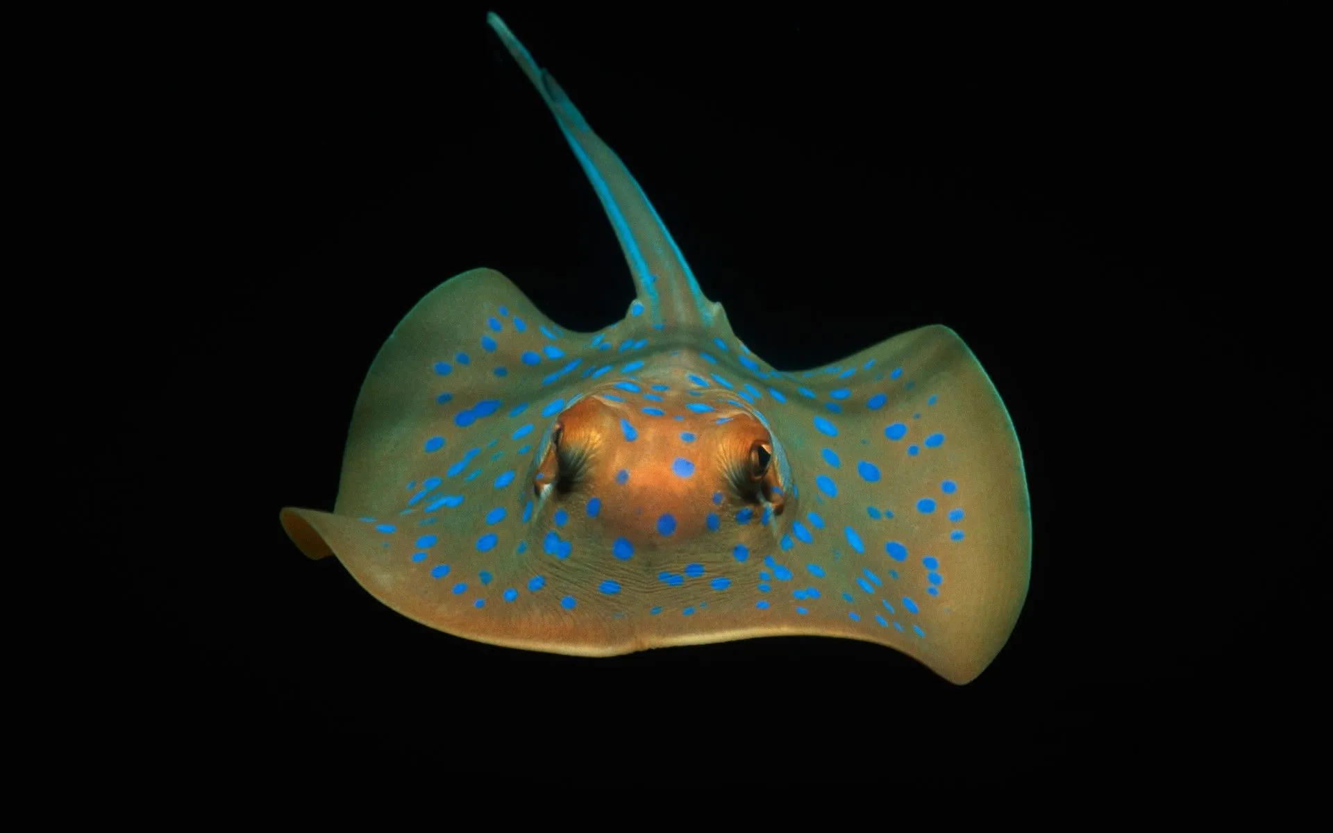 Download Bluespotted Ribbontail Ray Sea Life Underwater Animal Stingray HD Wallpaperx1200