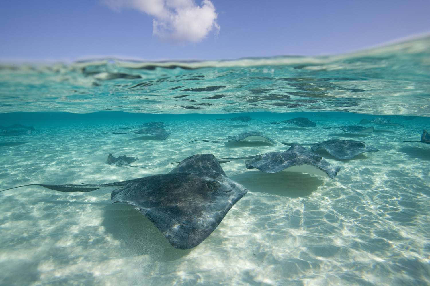 Stingray Wallpaper