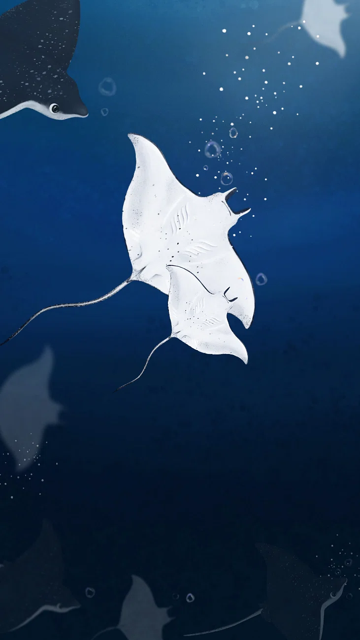 common stingray Natural History British. Free Photo Illustration