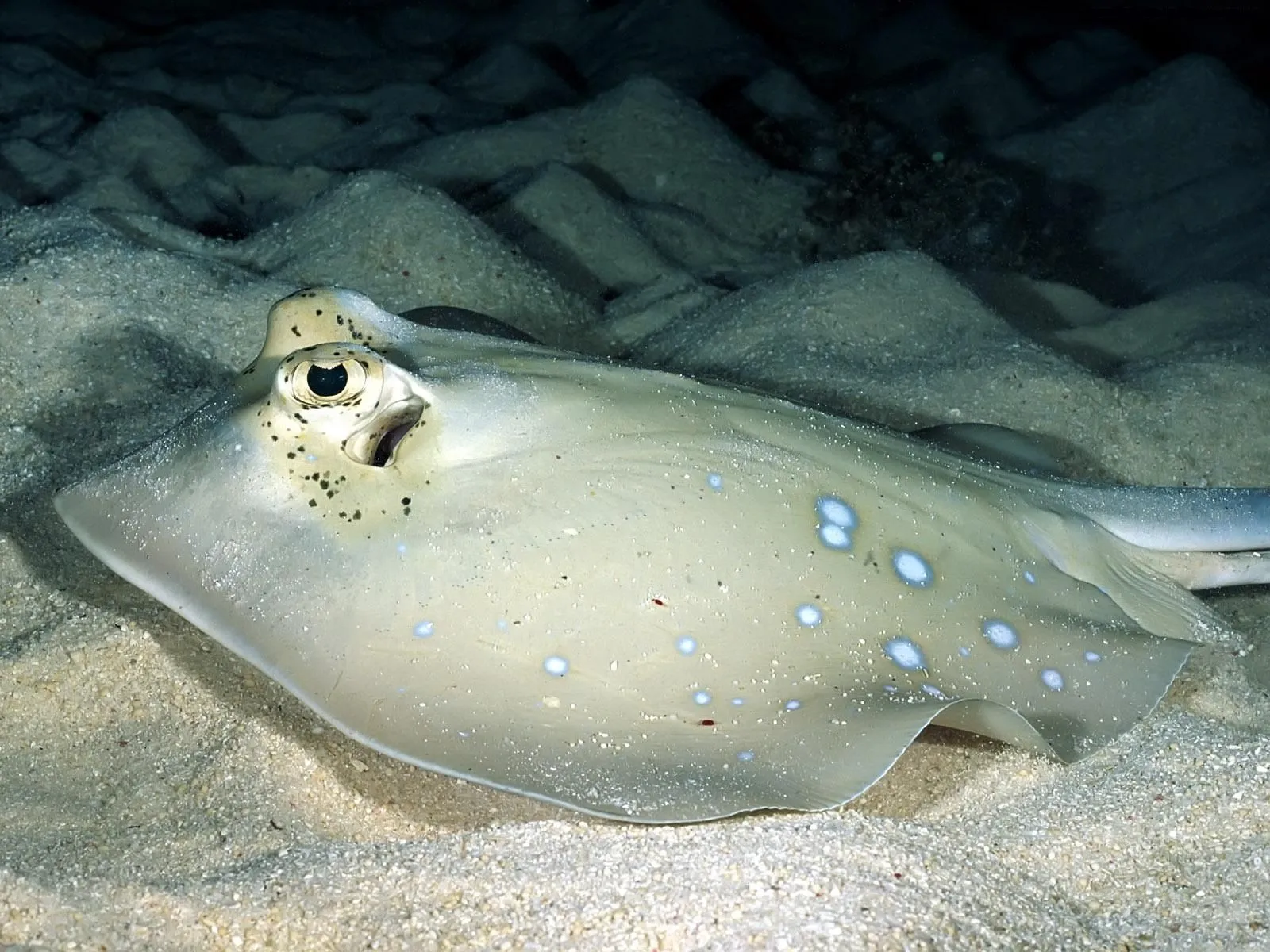 Stunning Stingray: HD Wallpaper of Underwater Elegancex1200