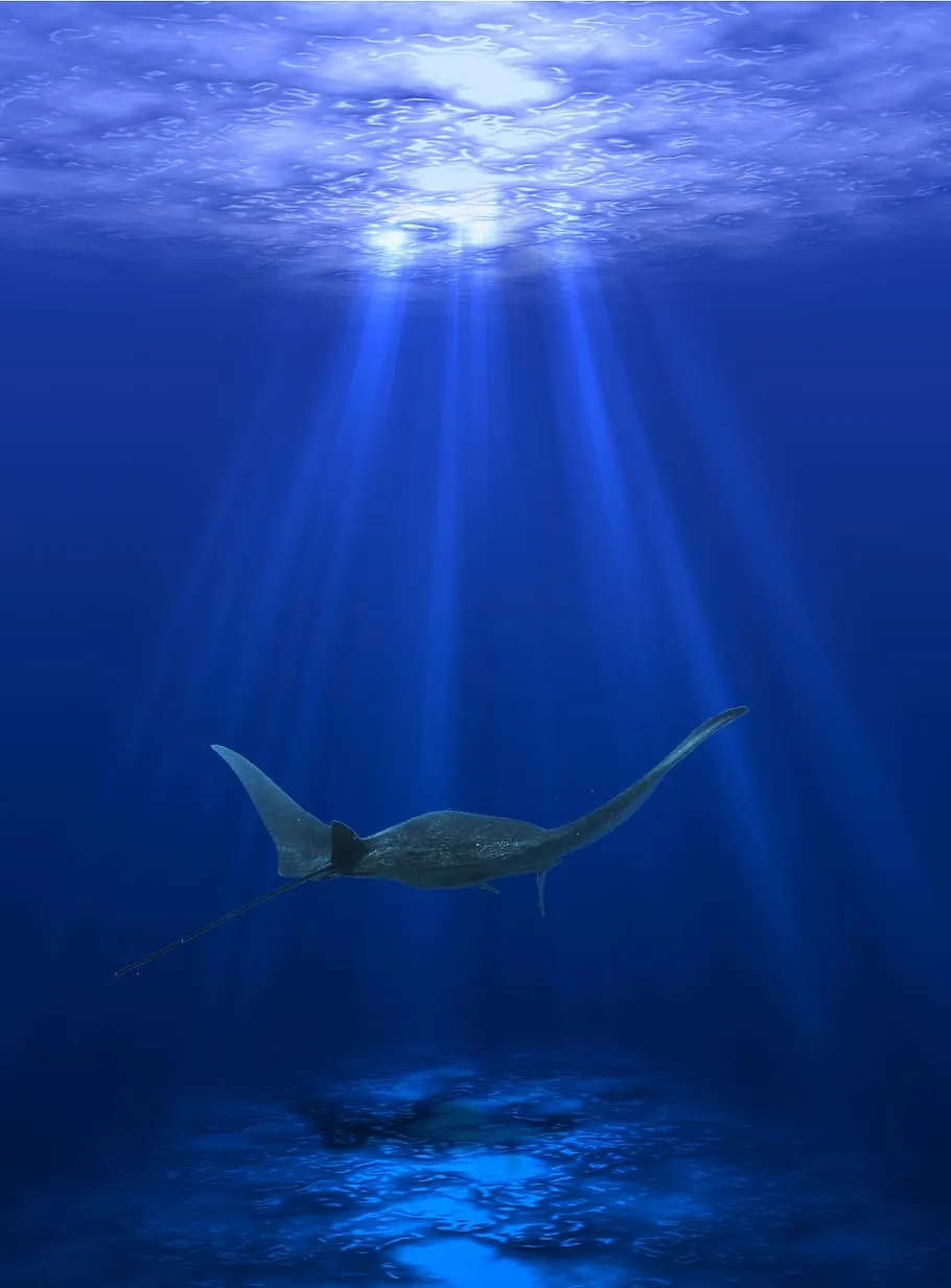 Underwater animals stingray 1080P, 2K, 4K, 5K HD wallpaper free download