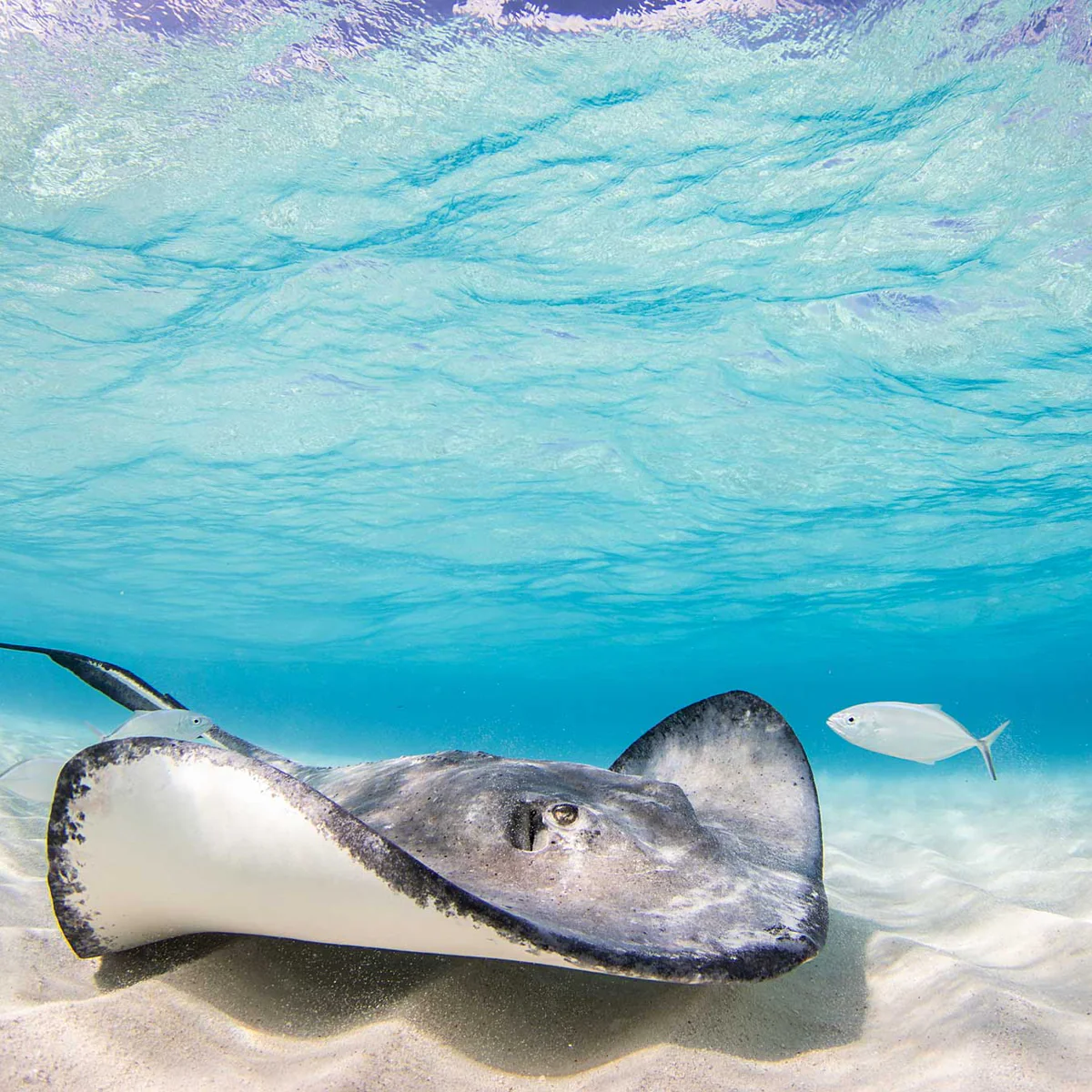 Stingray City Underwater Camera Settings and Technique