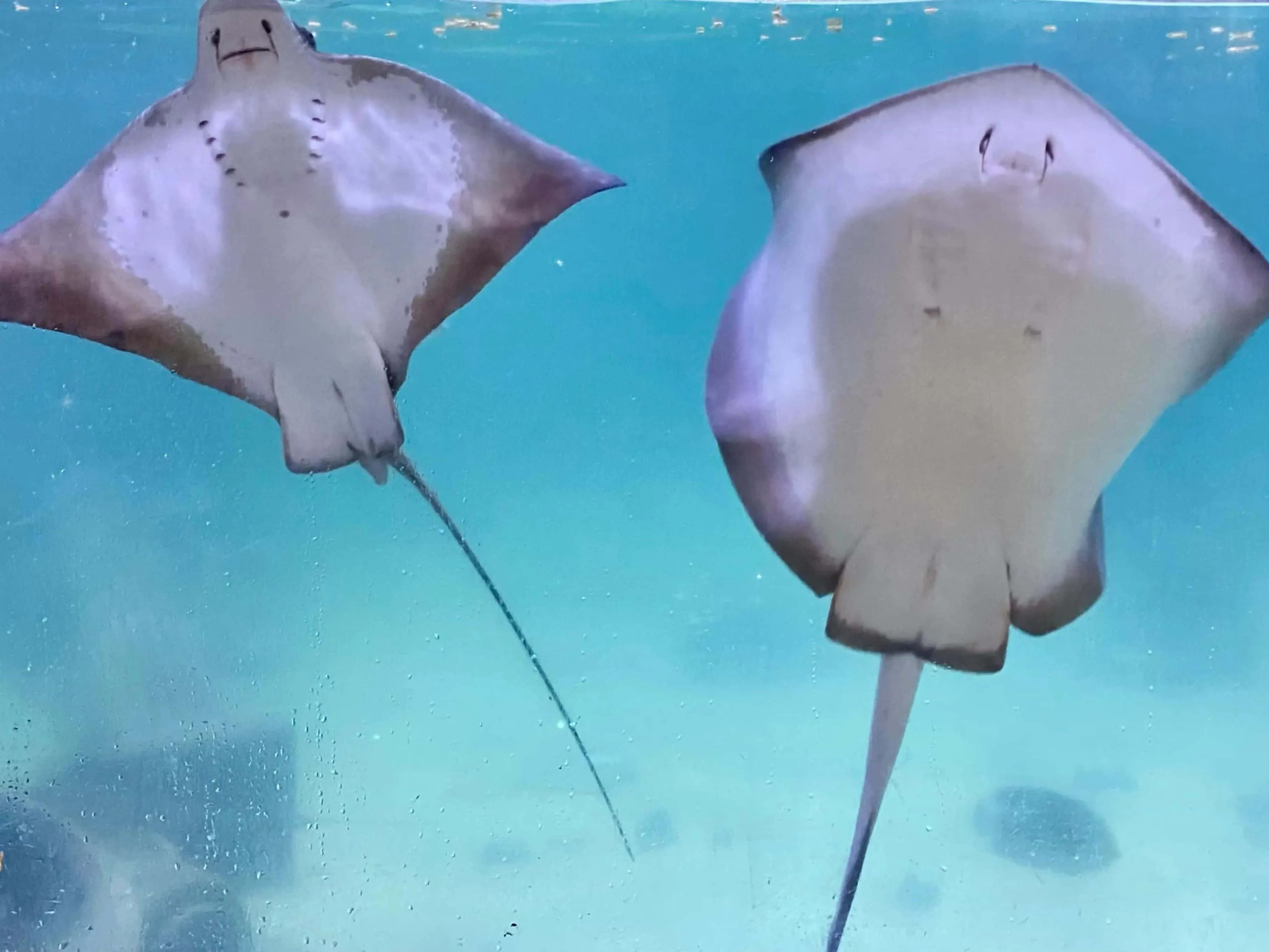 Stingray Wallpaper