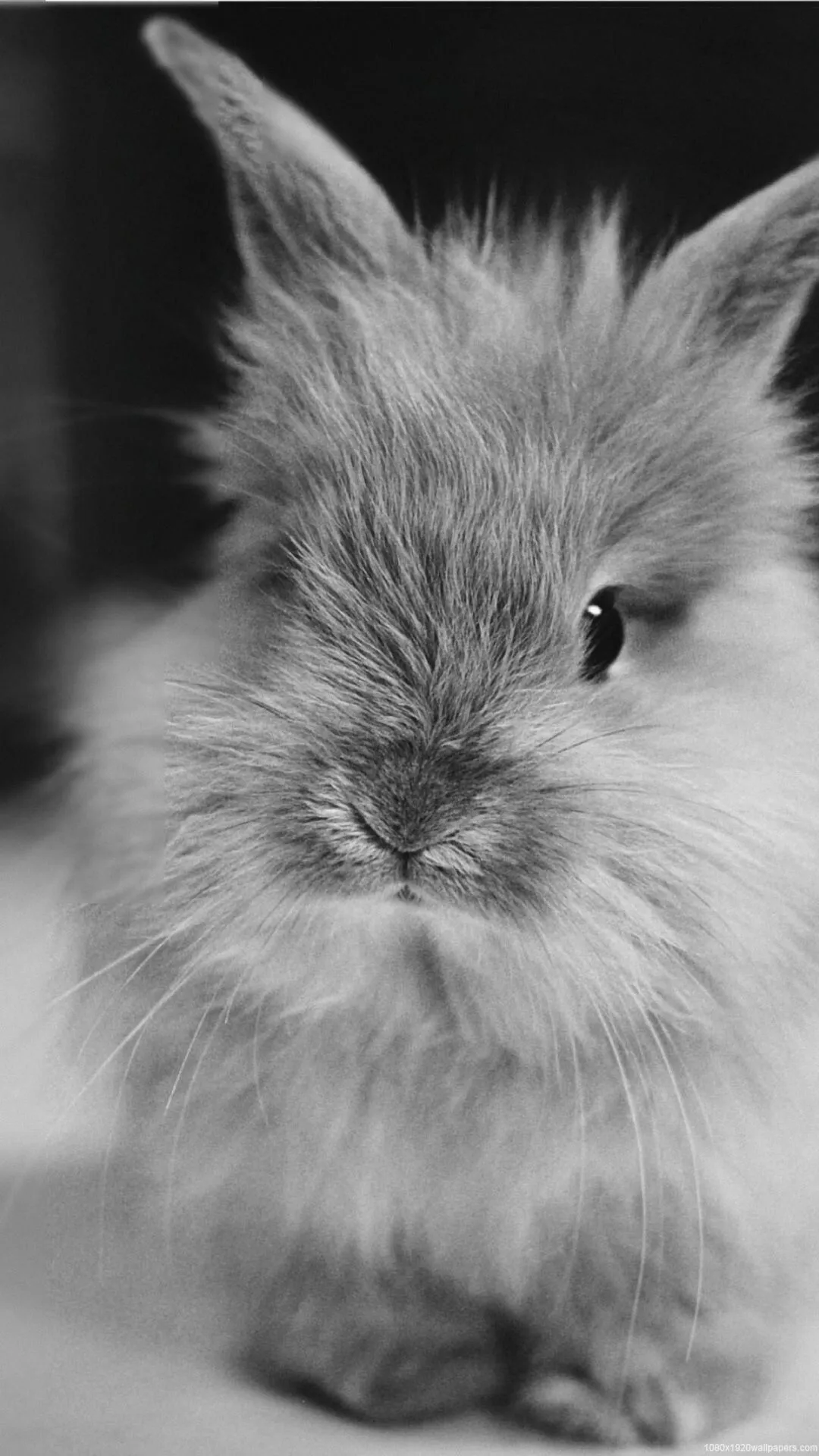 Rabbit Wallpaper