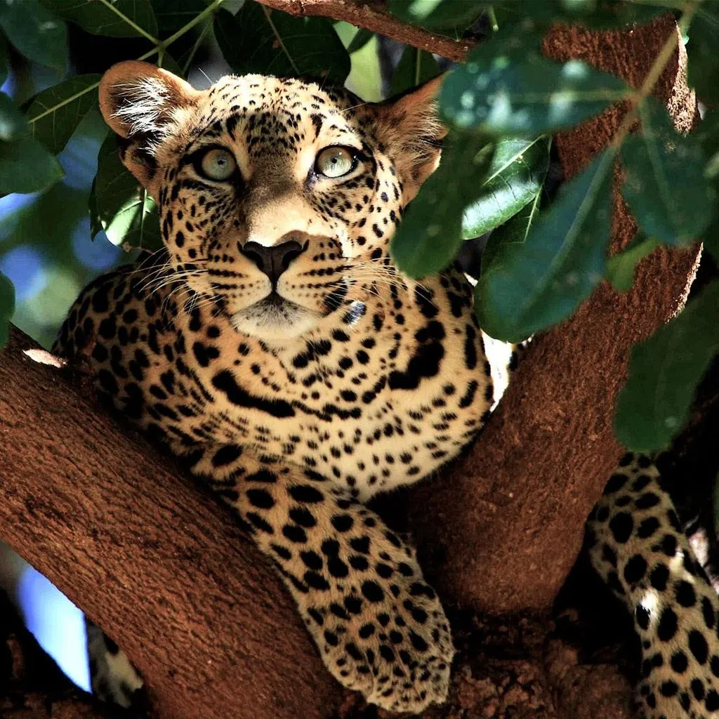 Best Leopard iPad HD Wallpaper