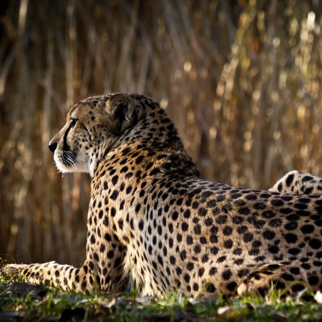 Wild Rest Leopard Nature iPad Wallpaper Free Download