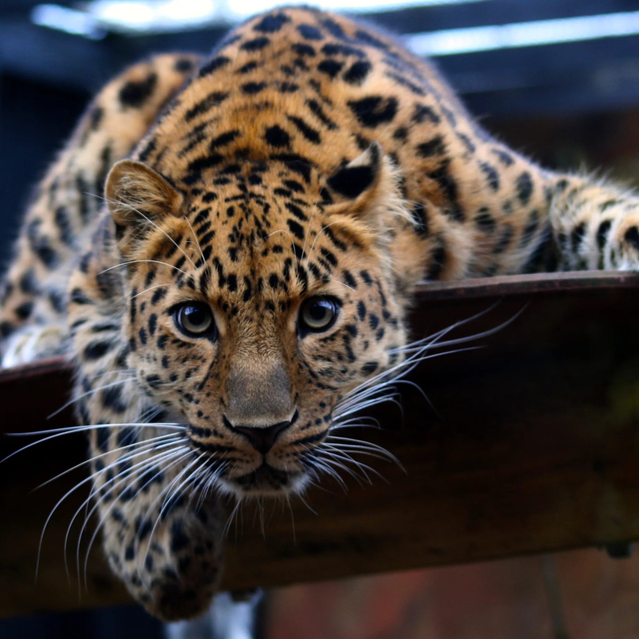 Leopard in the Eyes Wallpaper for iPhone 11, Pro Max, X, 8, 7, 6