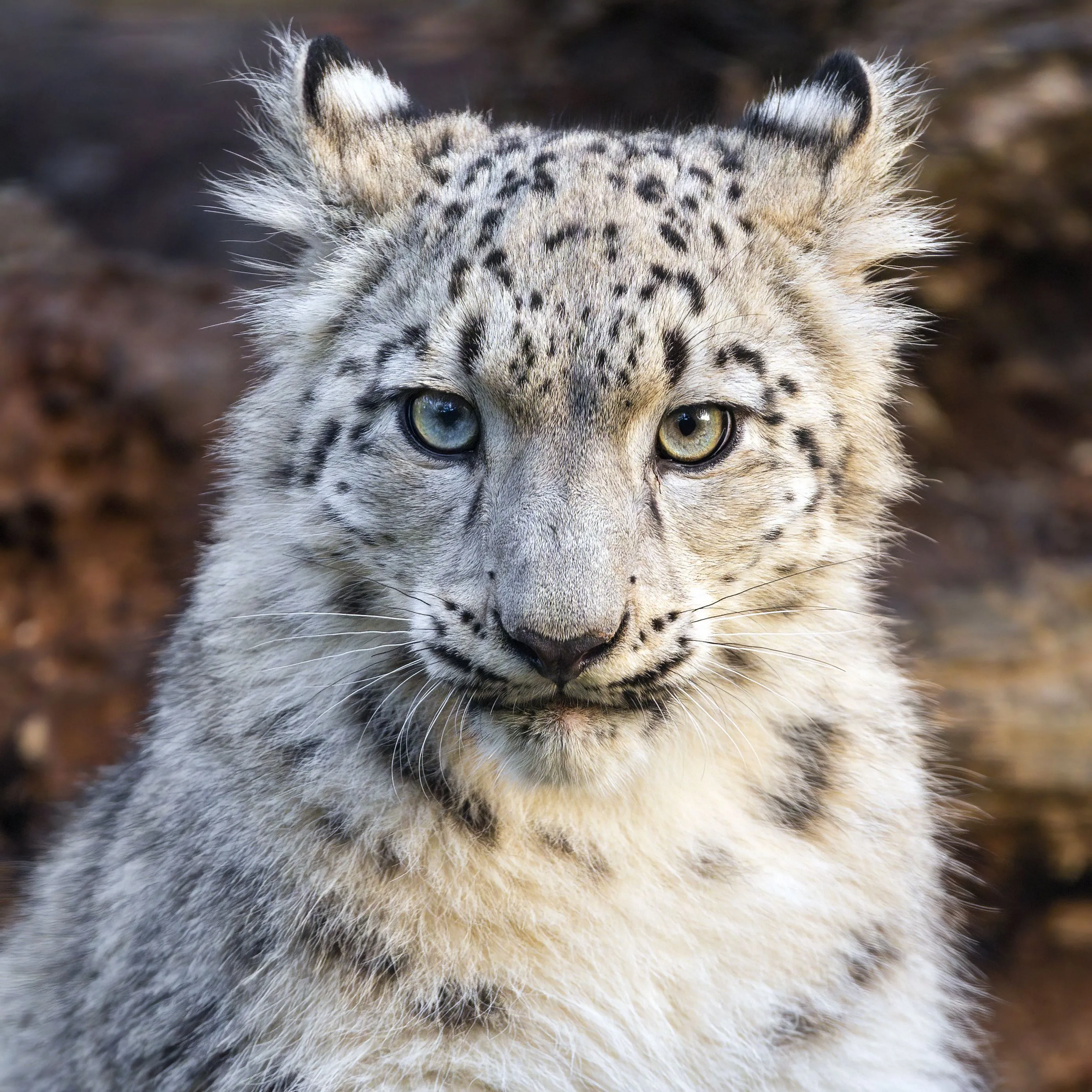 Download wallpaper 2780x2780 snow leopard, kitten, animal, wild, white ipad air, ipad air 2, ipad 3, ipad 4, ipad mini 2, ipad mini 3, ipad mini 4, ipad pro 9.7 for parallax HD background