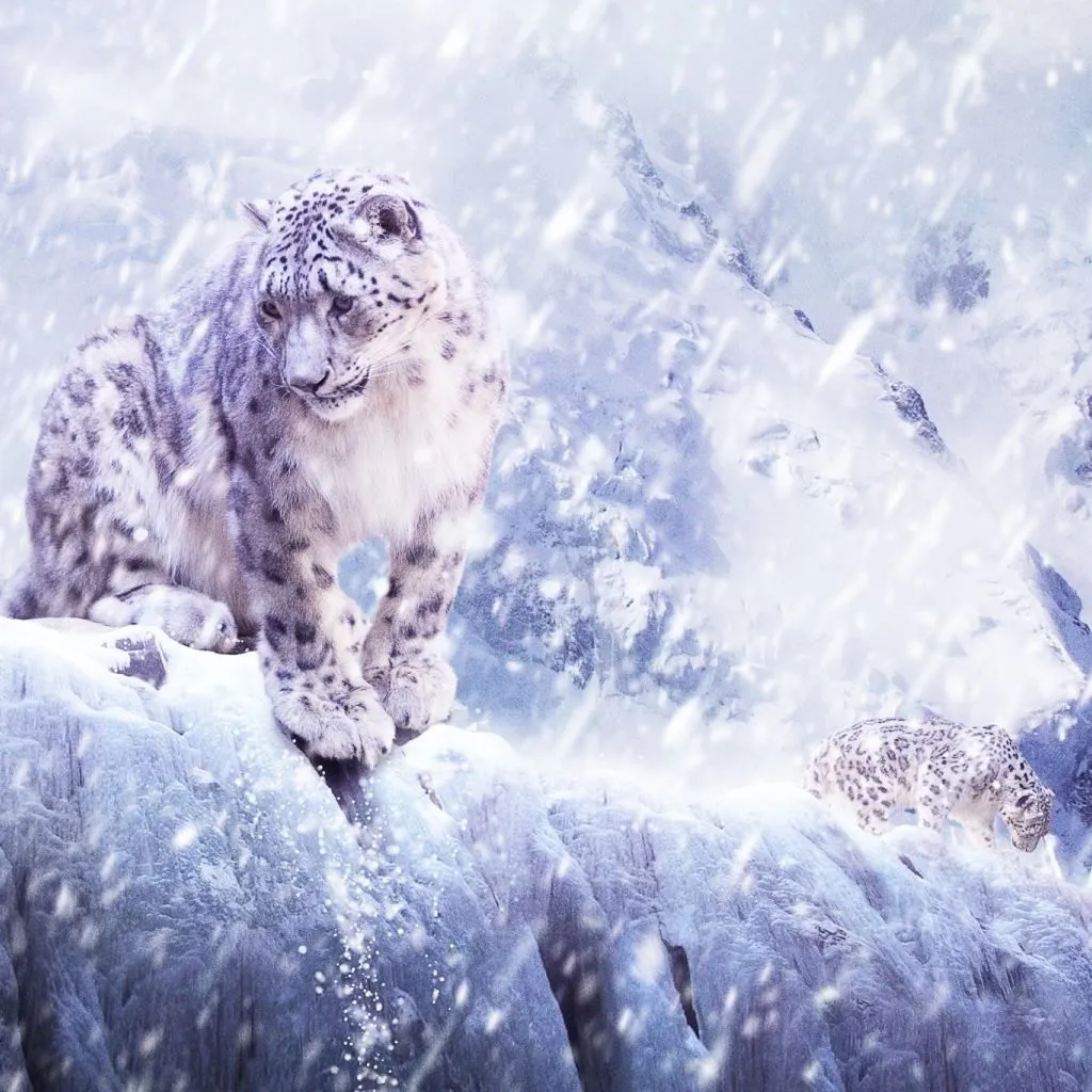 Leopards In The Snow iPad Wallpaper Free Download