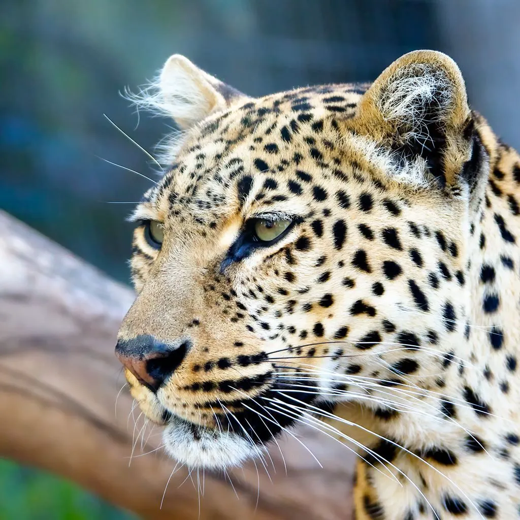 Leopard Stare iPad Wallpaper Free Download