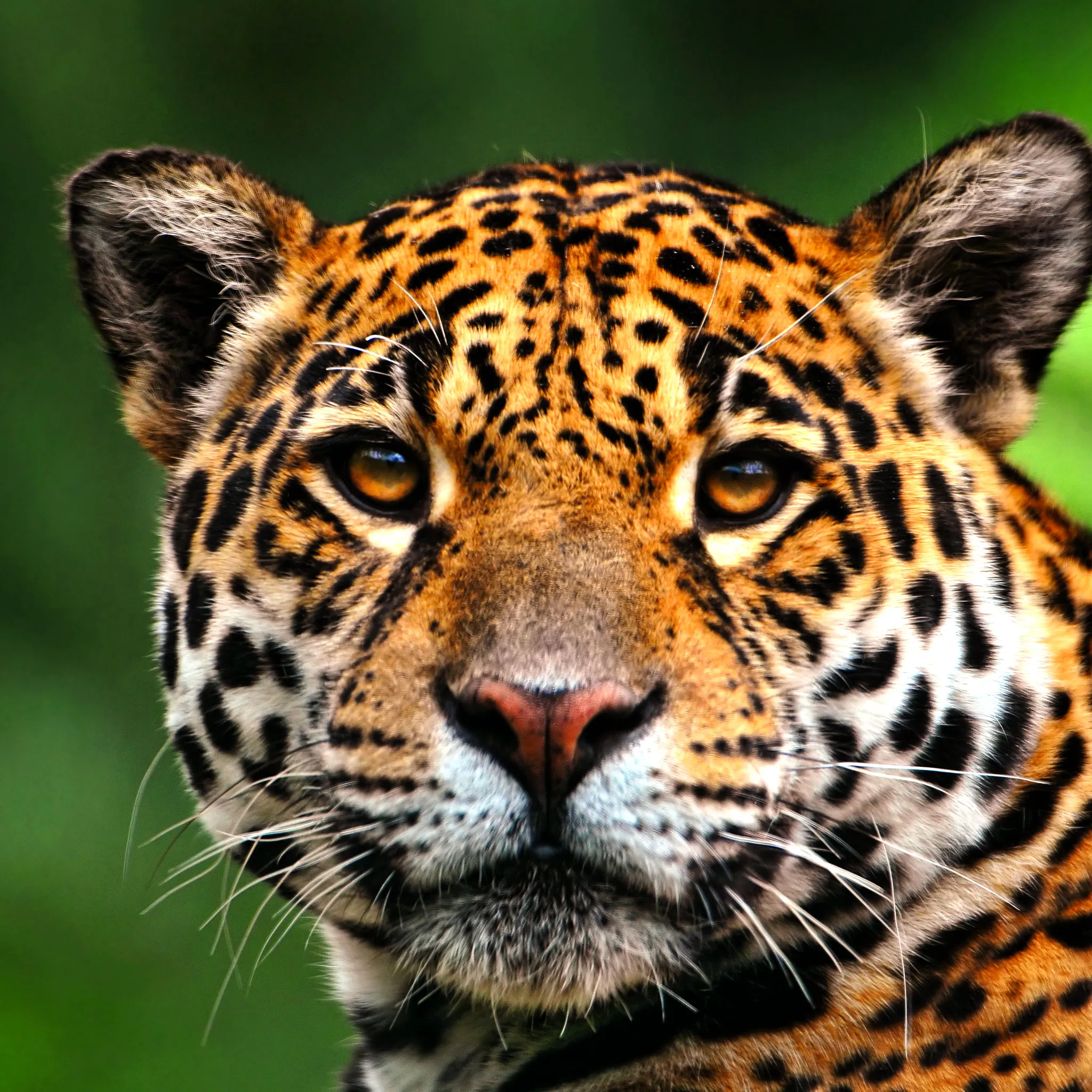 Leopard Retina Wallpaper for iPhone 11, Pro Max, X, 8, 7, 6