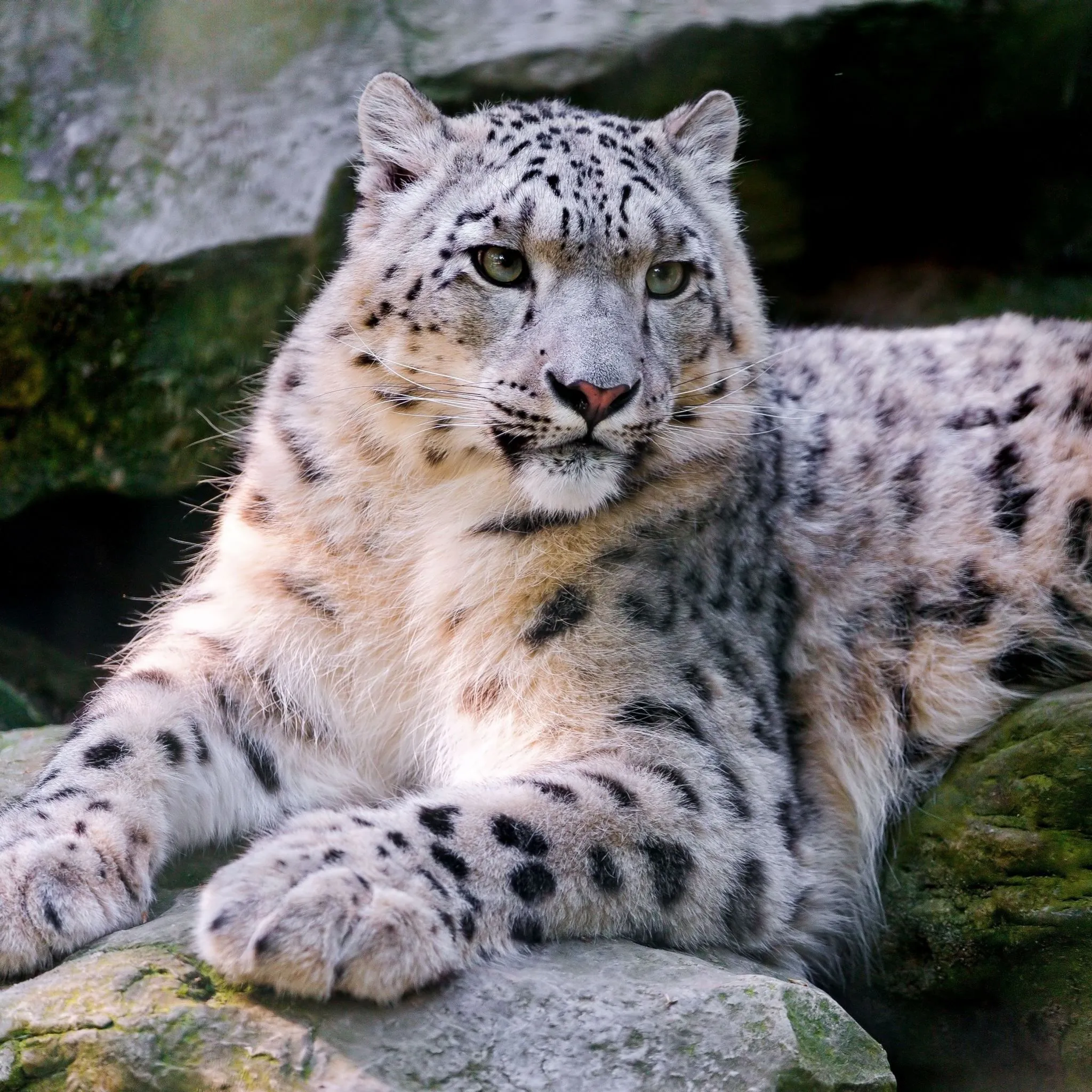 Snow Leopard Big Cat Carnivore Lay iPad Air Wallpaper Free Download