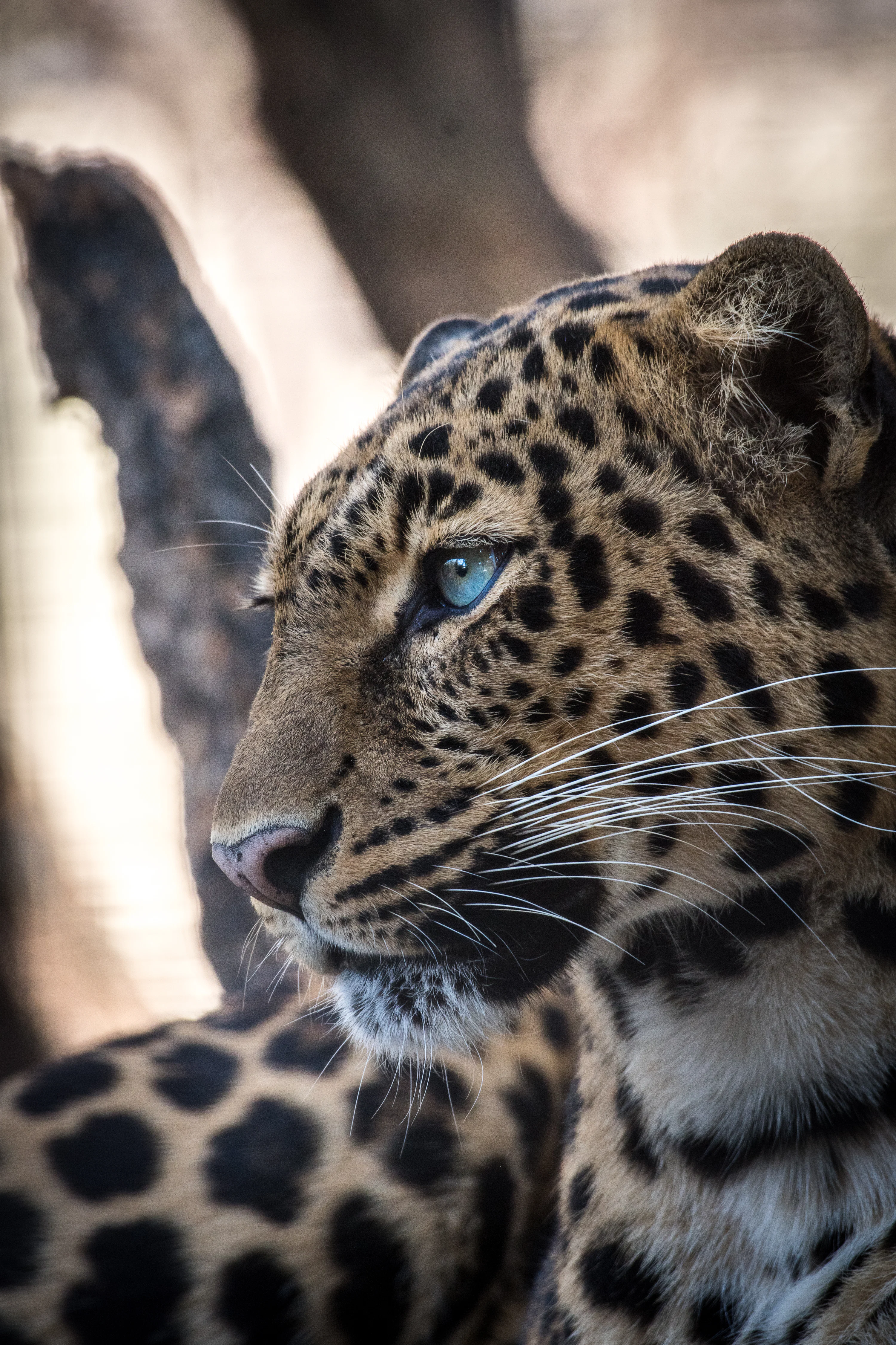 Leopard Picture. Download Free Image