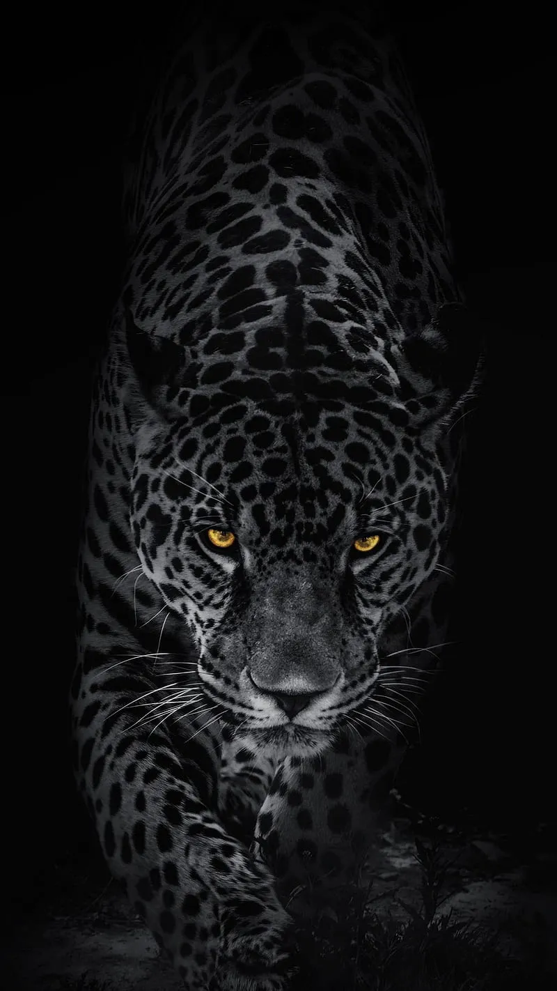 Leopard, big, cats, black, dark, wild, orange eyes, HD phone wallpaper