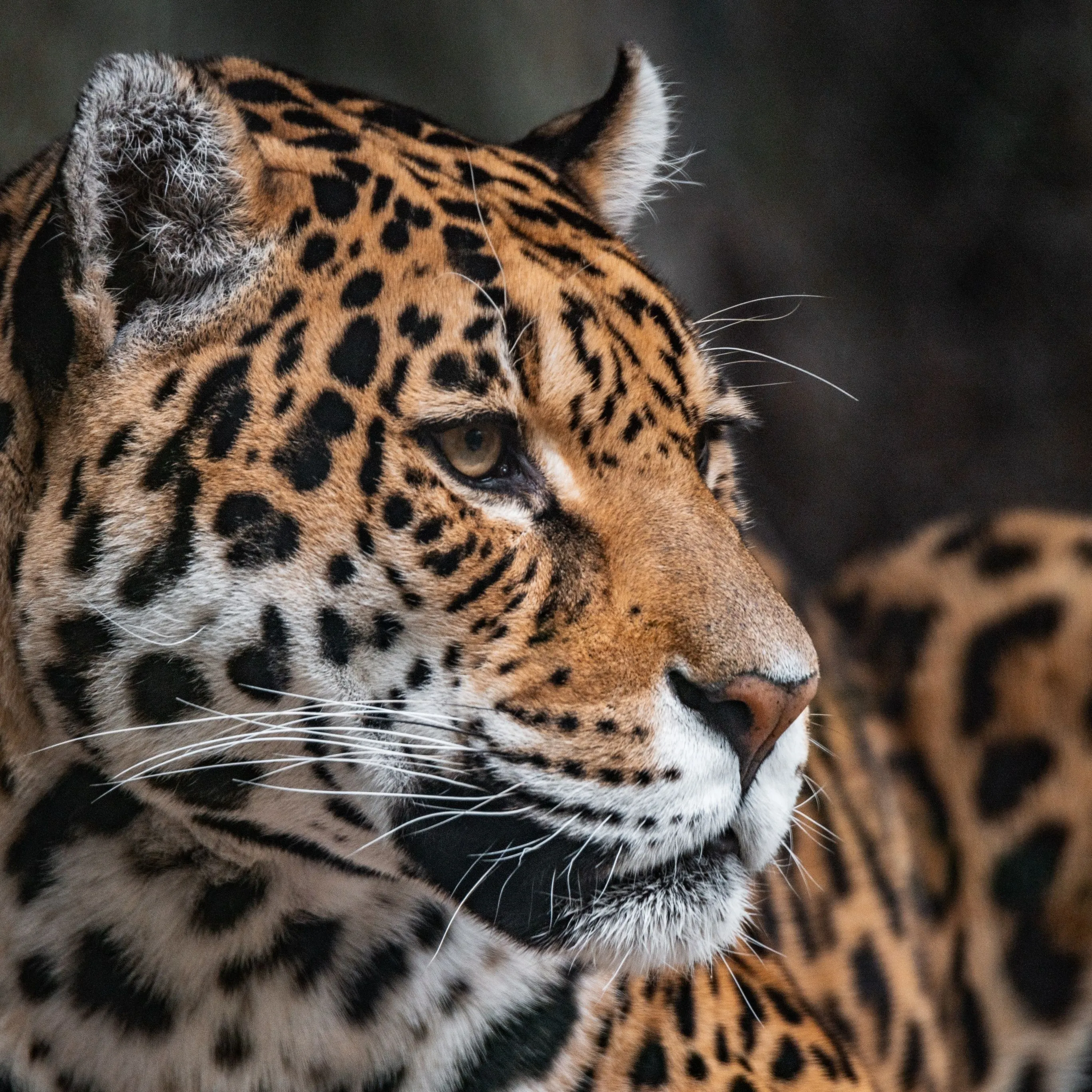 Leopard Wallpaper 4K, Zoo, Wildlife, Jaguar, Closeup
