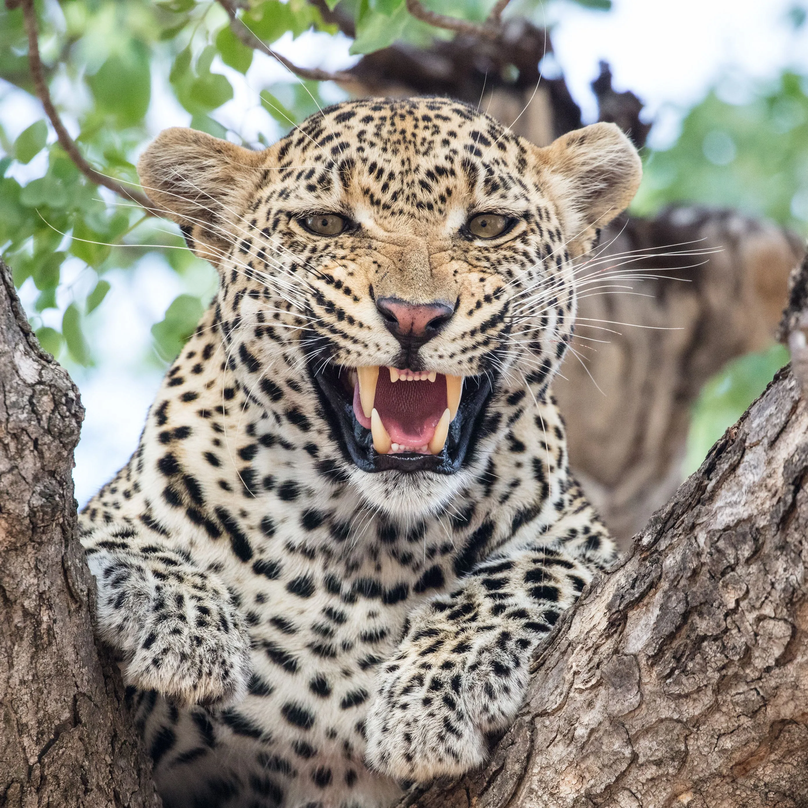 Download wallpaper 2780x2780 leopard, predator, fangs, big cat, tree ipad air, ipad air 2, ipad 3, ipad 4, ipad mini 2, ipad mini 3, ipad mini 4, ipad pro 9.7 for parallax HD background