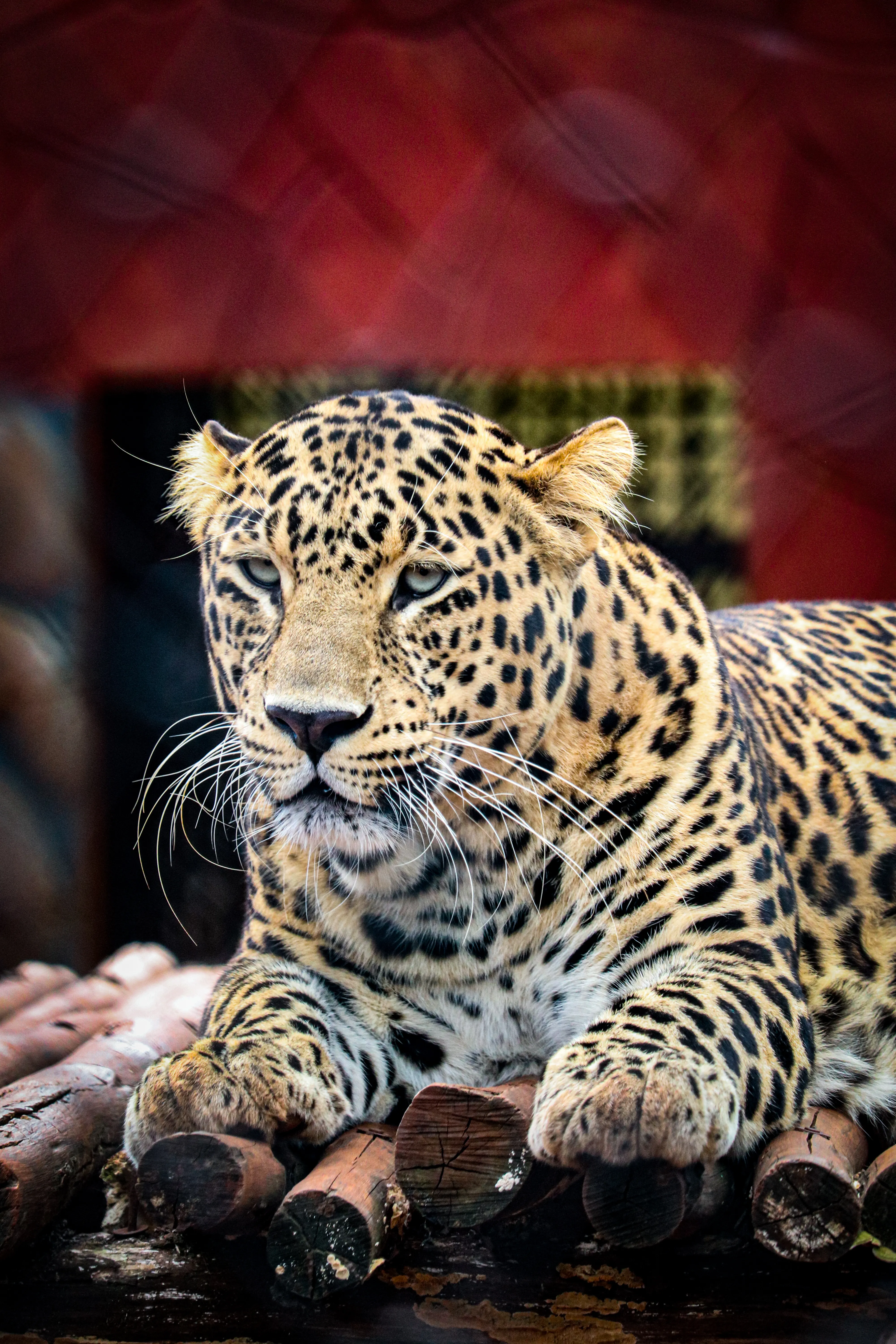 4,Best Leopard Photo · 100% Free Downloads
