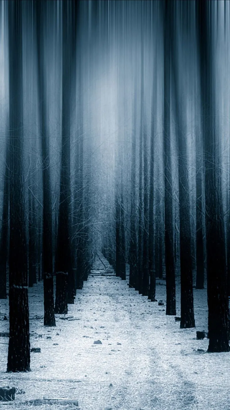 Dark forest, black, trees, nature, HD phone wallpaper