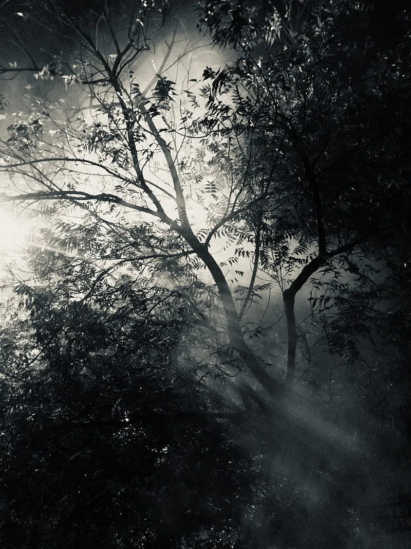 Lights, dark, nature, leaves, darkness, autumn, HD phone wallpaper
