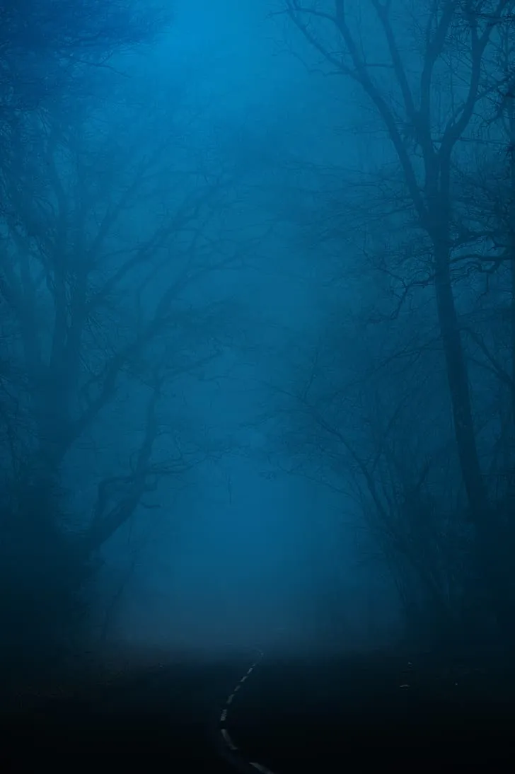 HD wallpaper: forest, landscape, jungle, night, midnight, 4K, nature, horror
