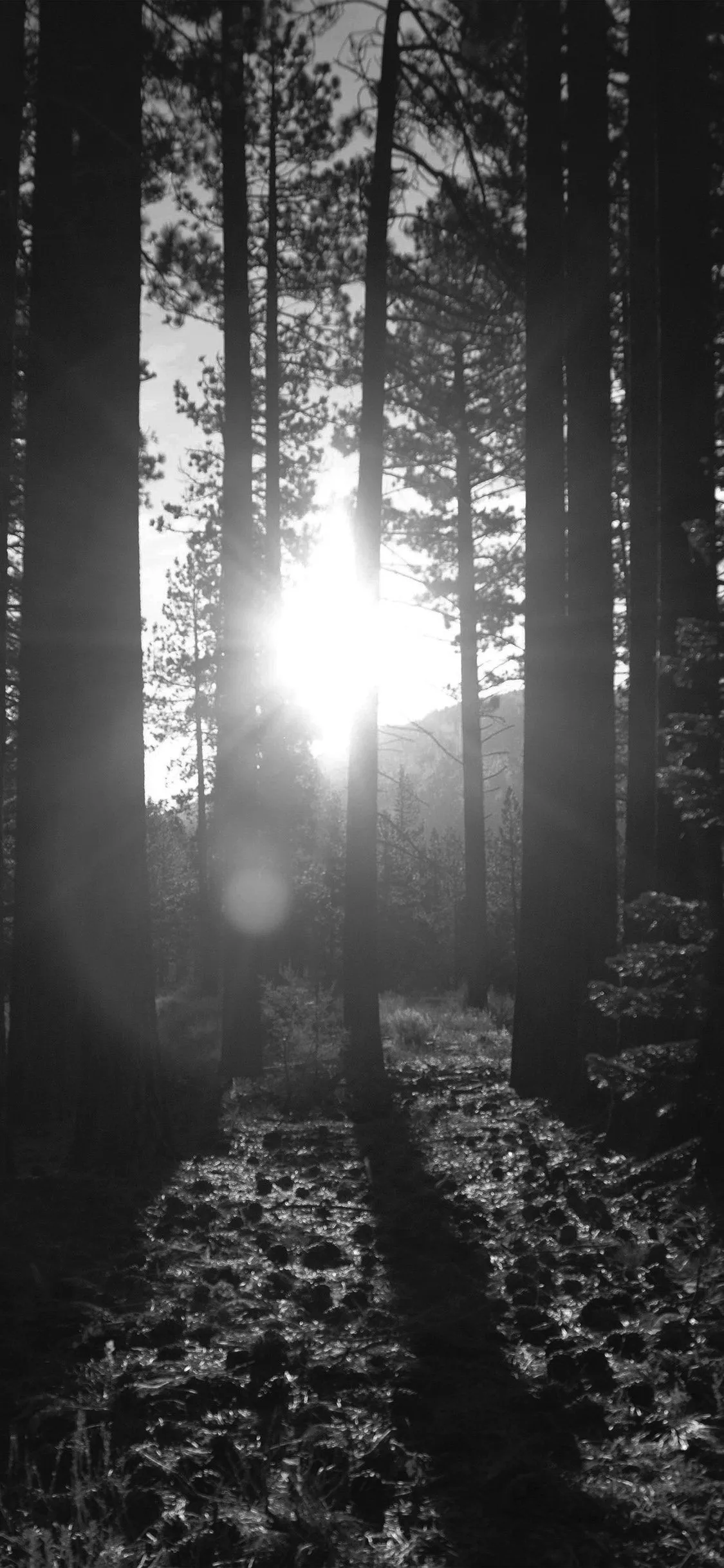 Shiny Mountain Sunny Wood Summer Bw Dark iPhone Wallpaper