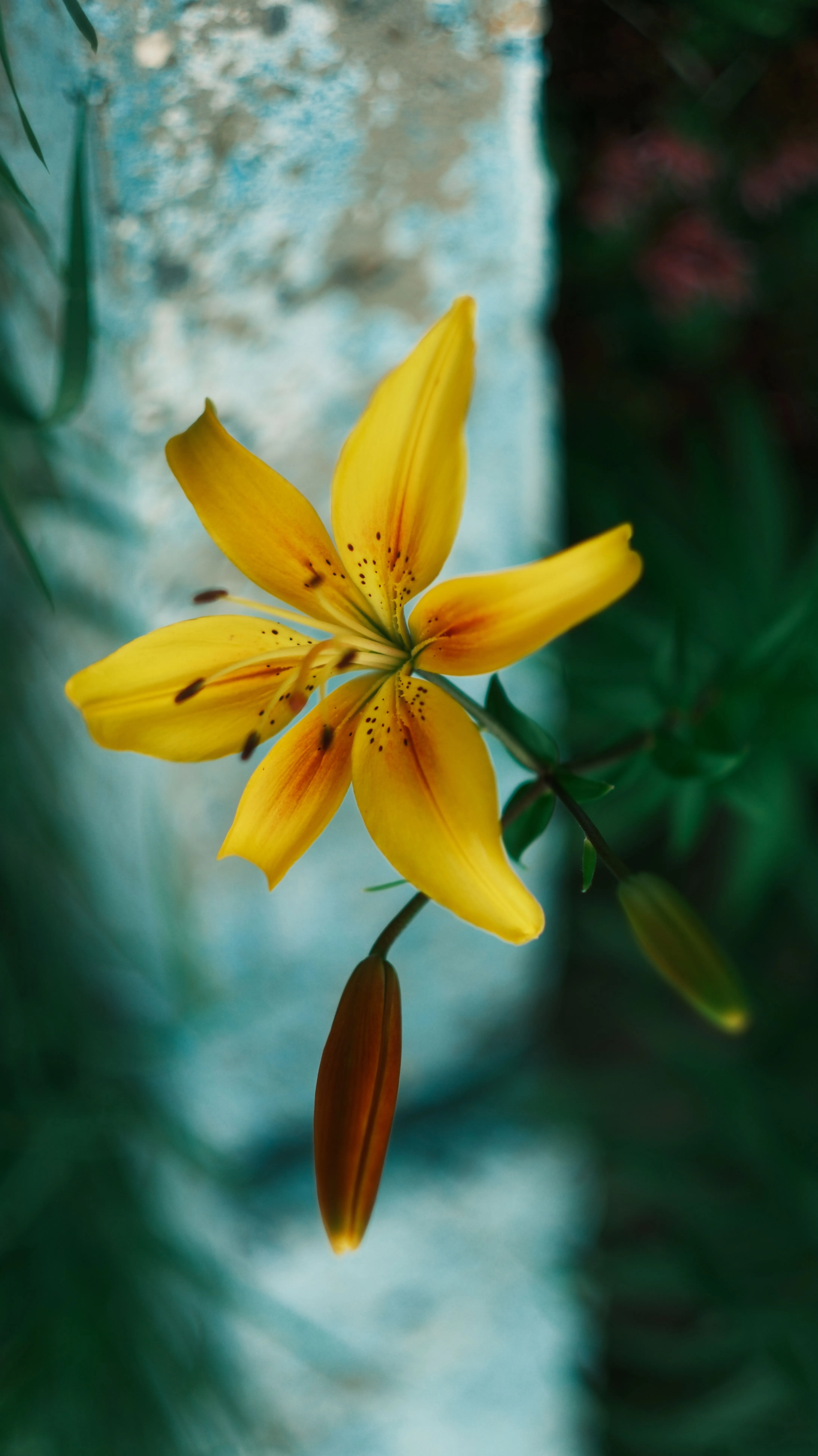 Yellow Lily Photo, Download The BEST Free Yellow Lily & HD Image