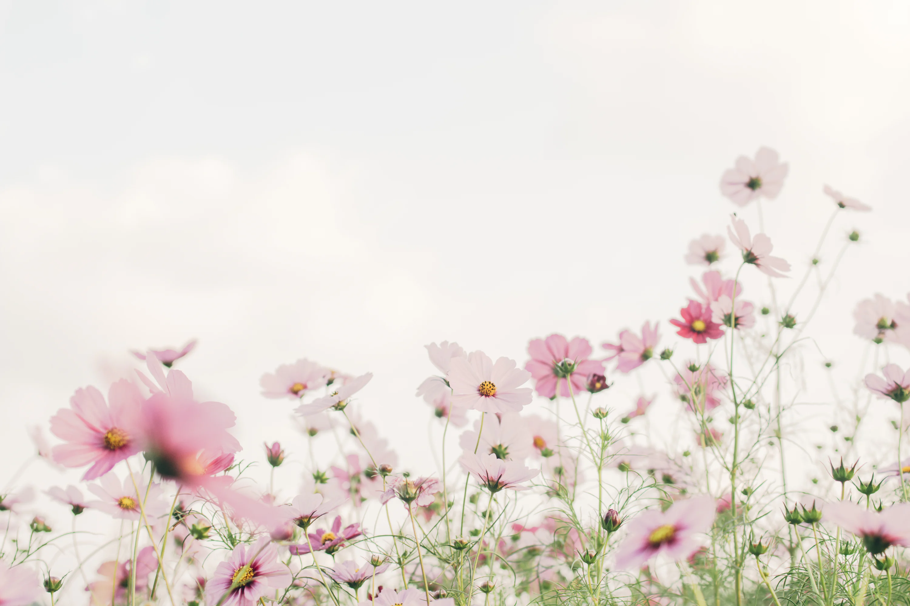 Pink Wallpaper: Free HD Download [4K]