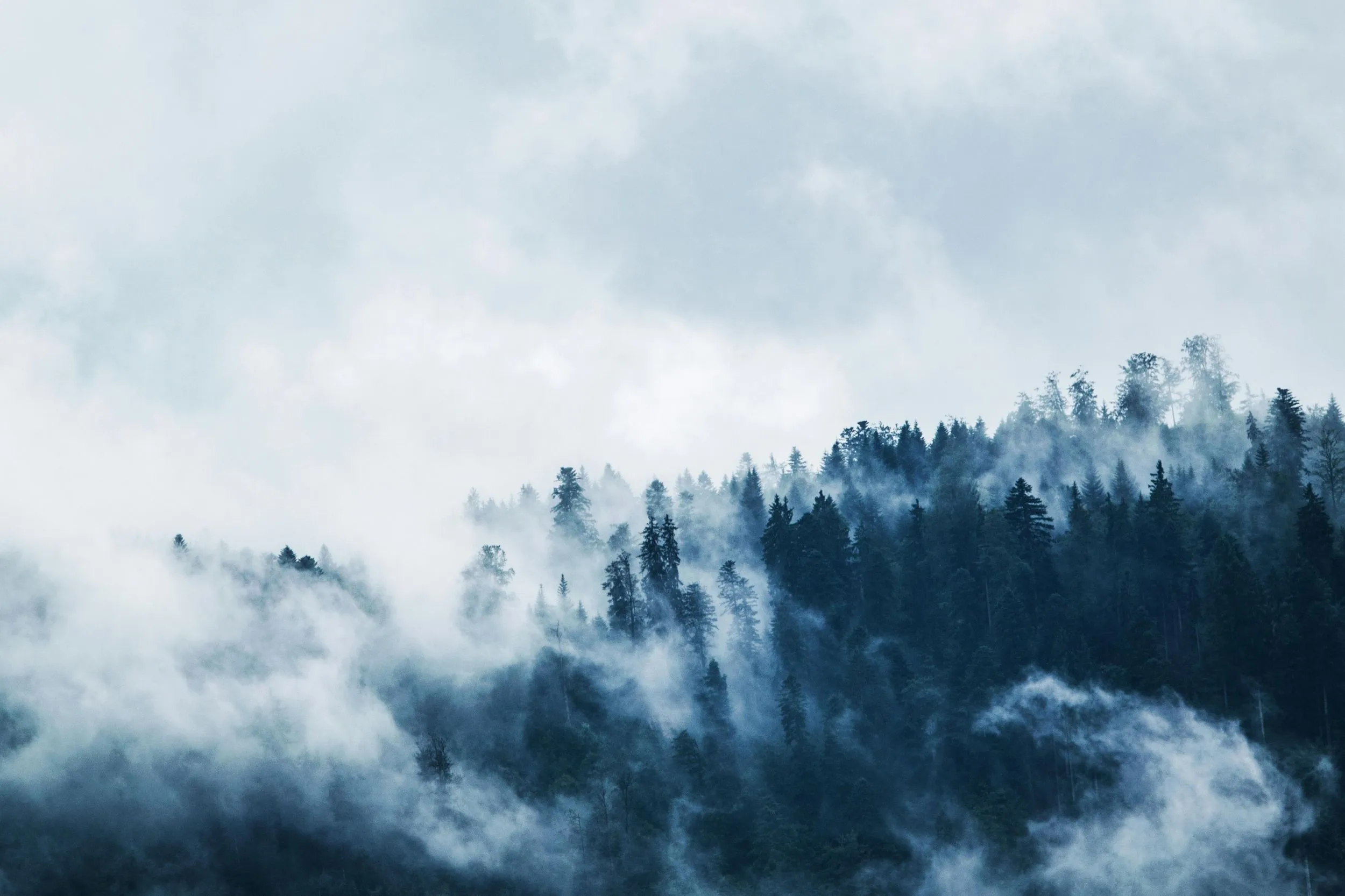 Foggy Dark Clouds Or Smoke In The Forest