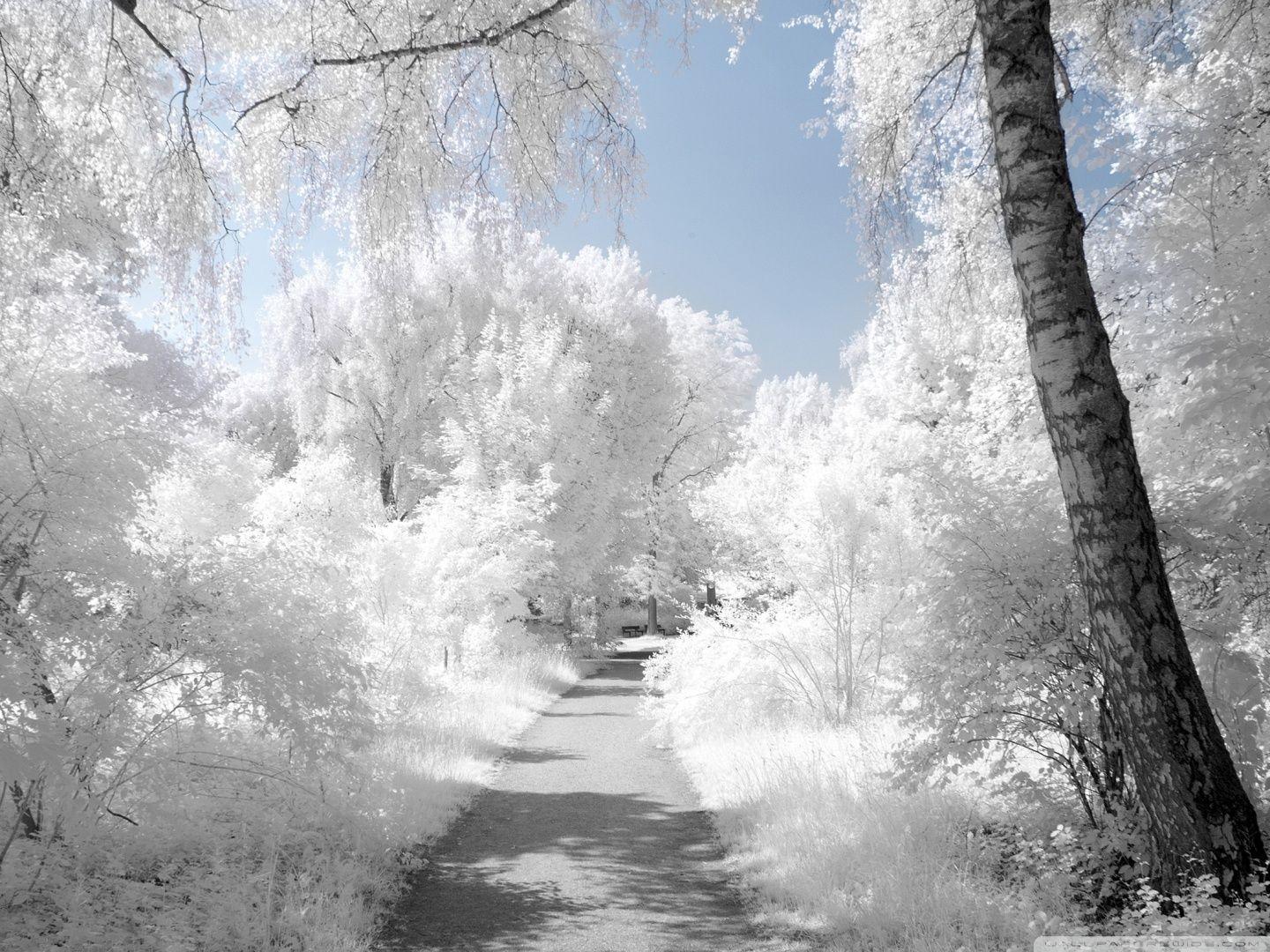 Beautiful Infrared Landscape ❤ 4K HD Desktop Wallpaper for 4K Ultra
