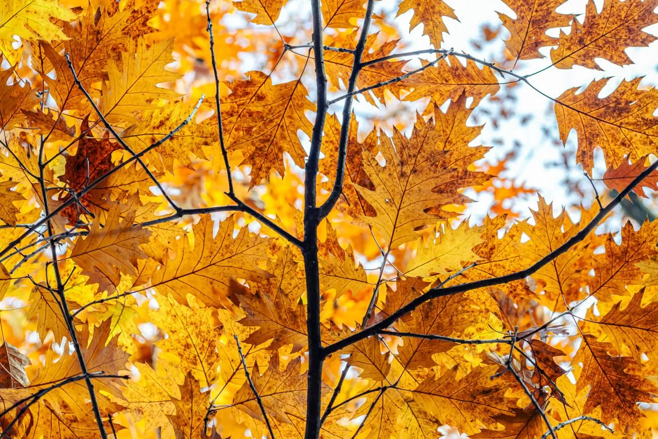 Golden Autumn Leaves on a Sunny Day: Free Picture for Your Blog