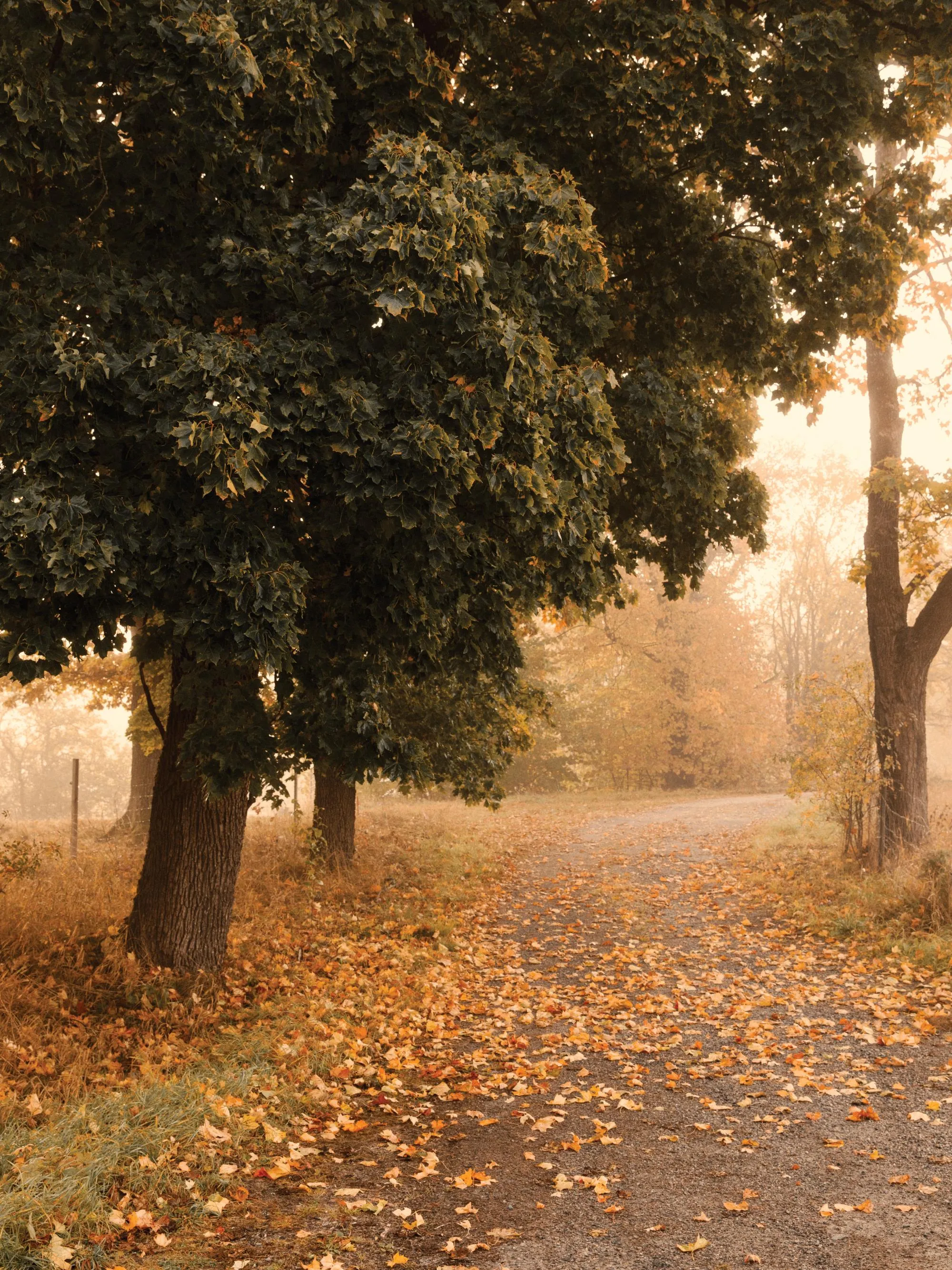 Autumn Stroll Print 12 x 16 in