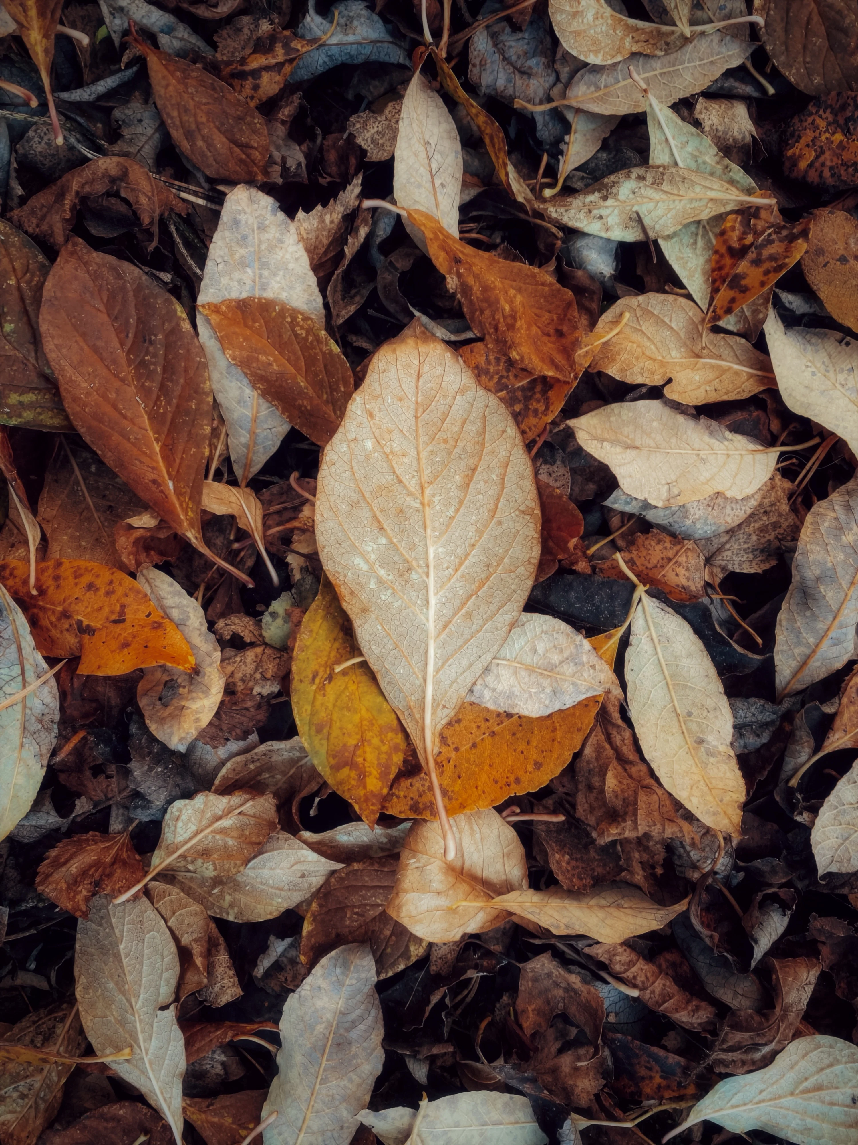 A pile of fallen autumn leaves on the ground