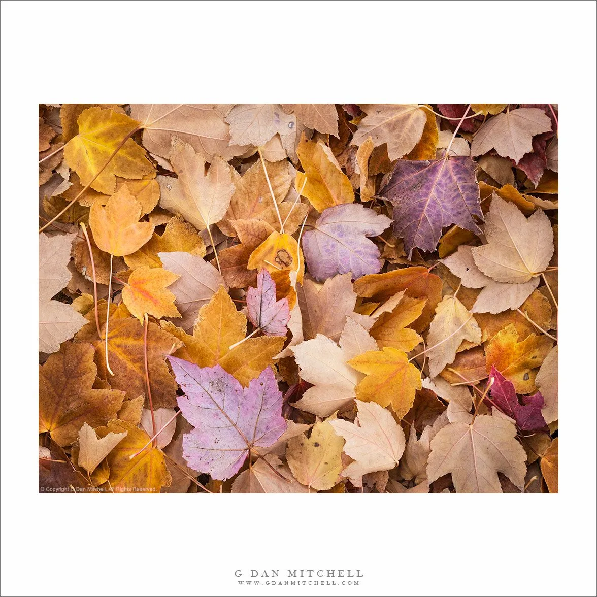 Autumn Leaf Pile. G Dan Mitchell Photography