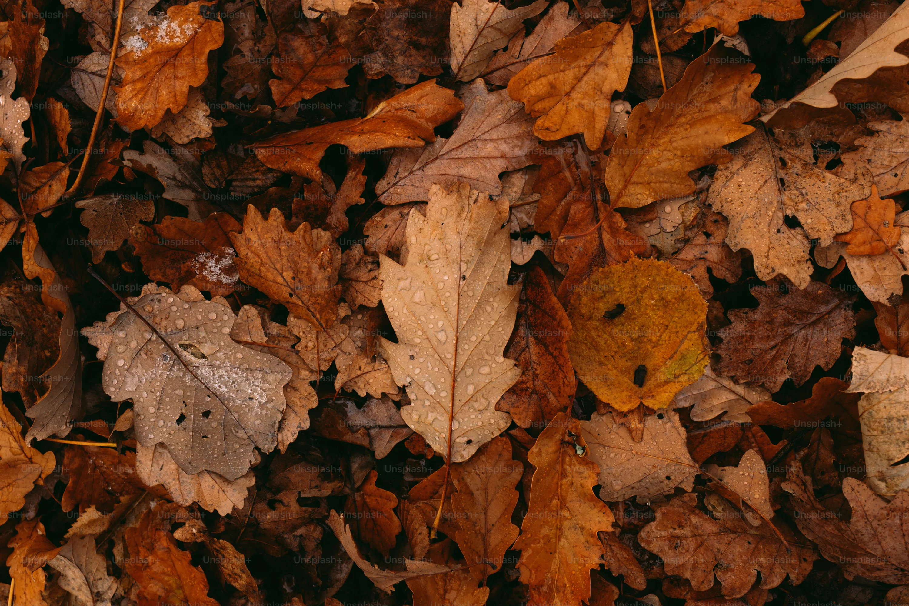 A bunch of leaves that are laying on the ground+