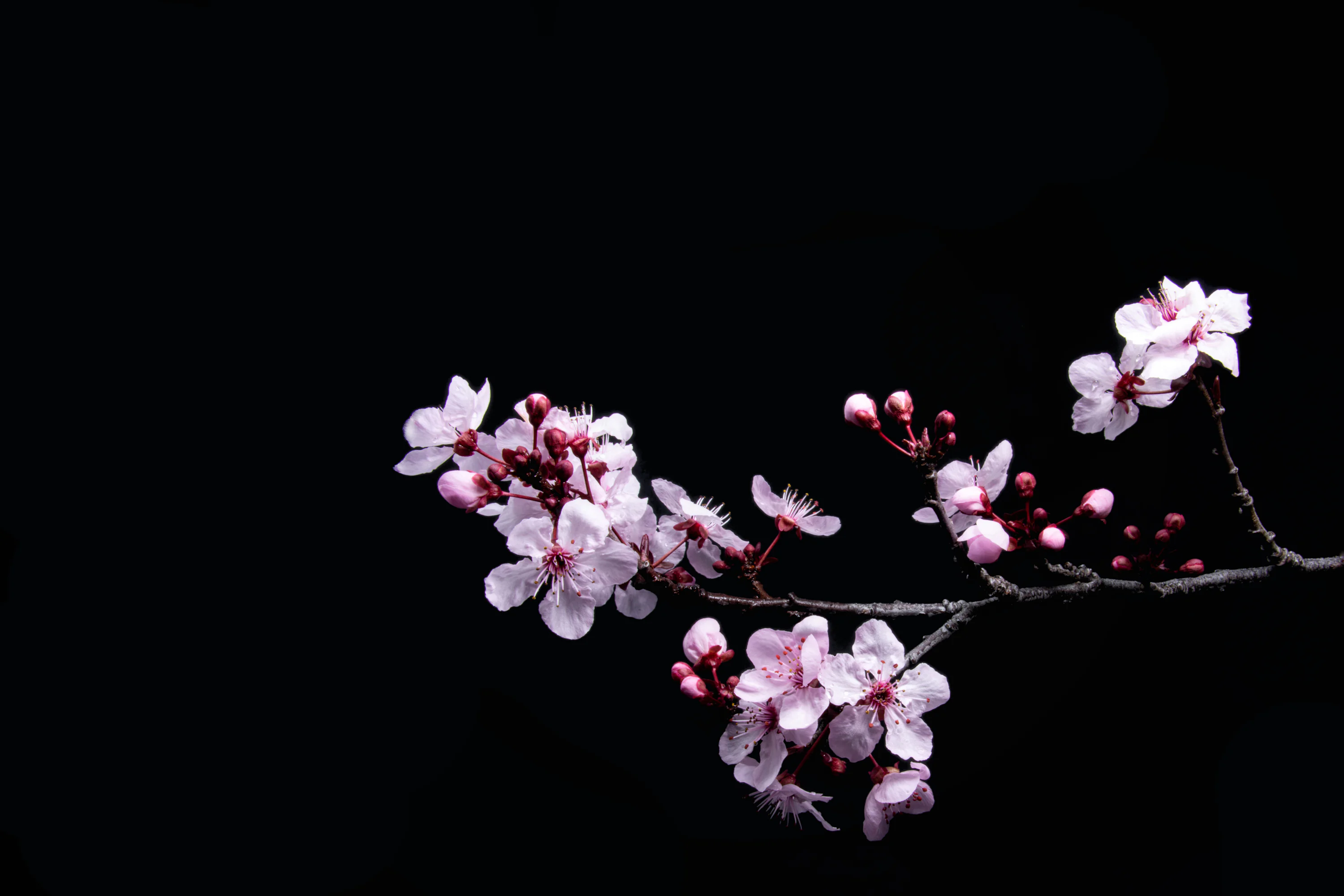 Cherry Blossom Wallpaper: Free HD Download [HQ]