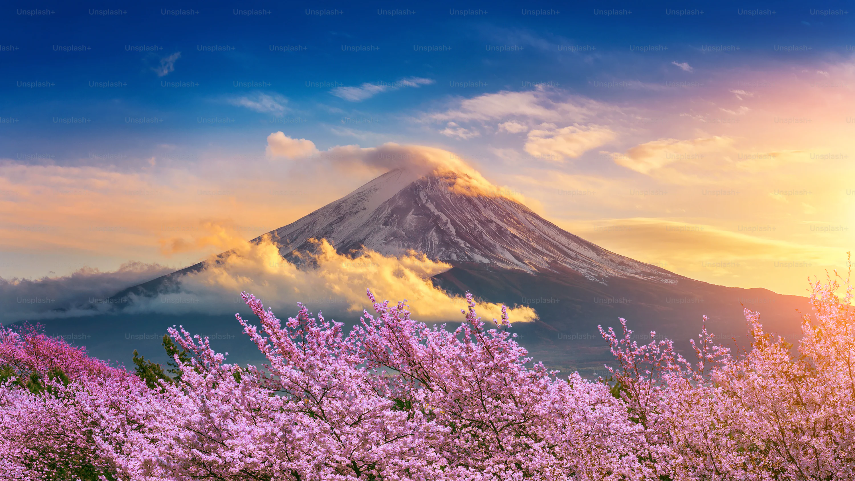 Cherry Blossom Japan Picture. Download Free Image