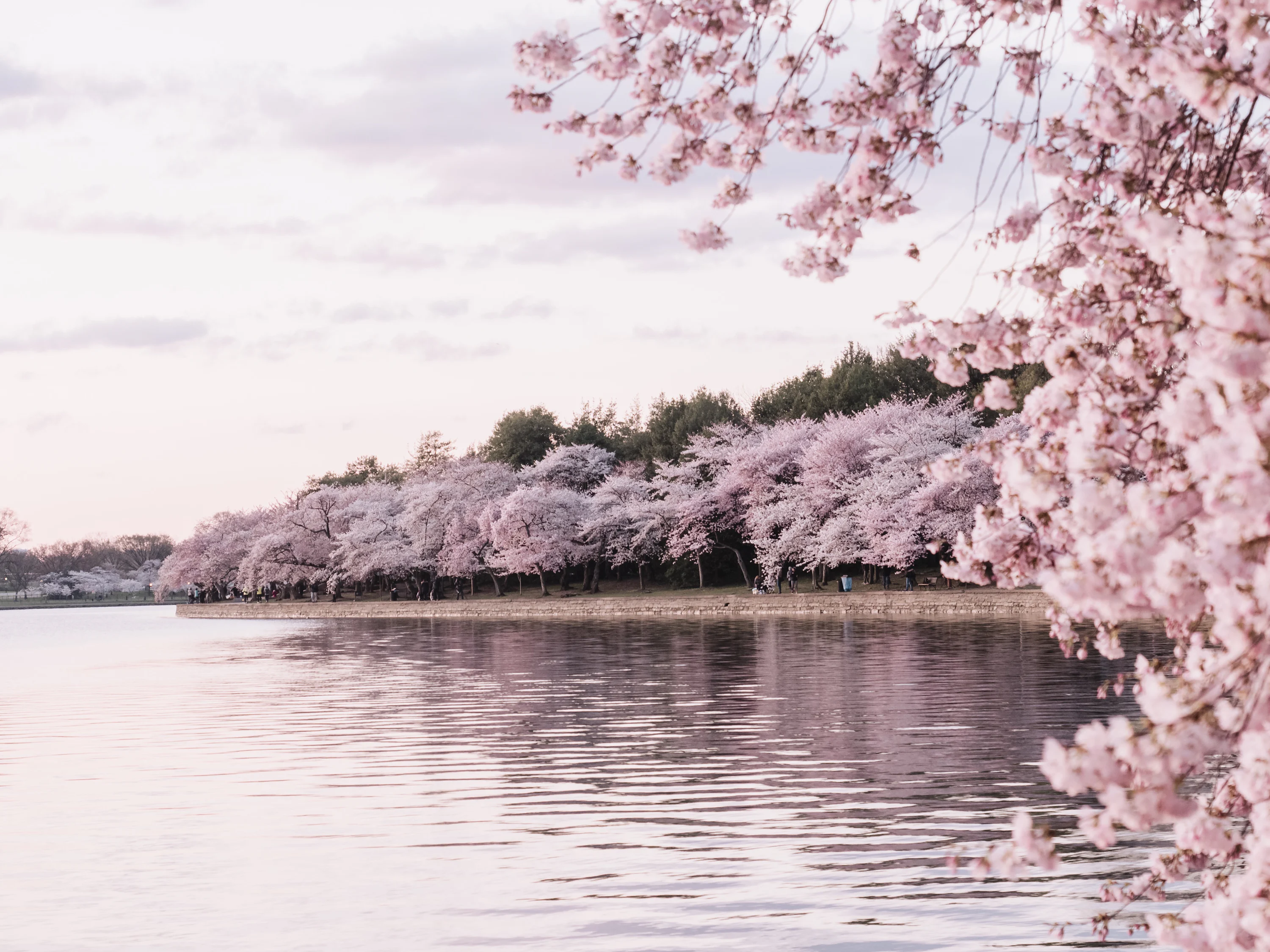 Cherry Blossom Wallpaper: Free HD Download [HQ]