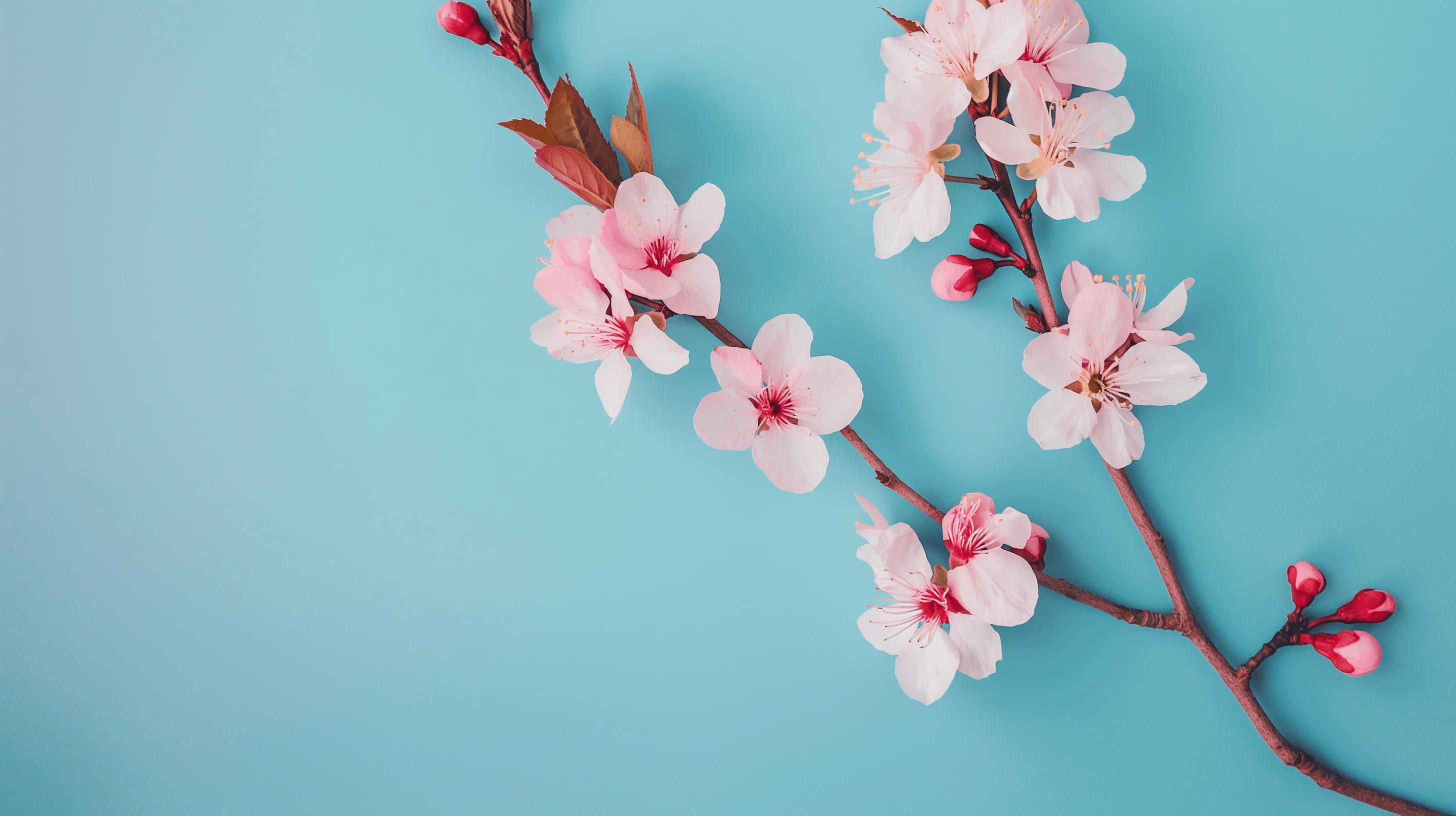 Serene Cherry Blossom Branch HD Wallpaperx1632