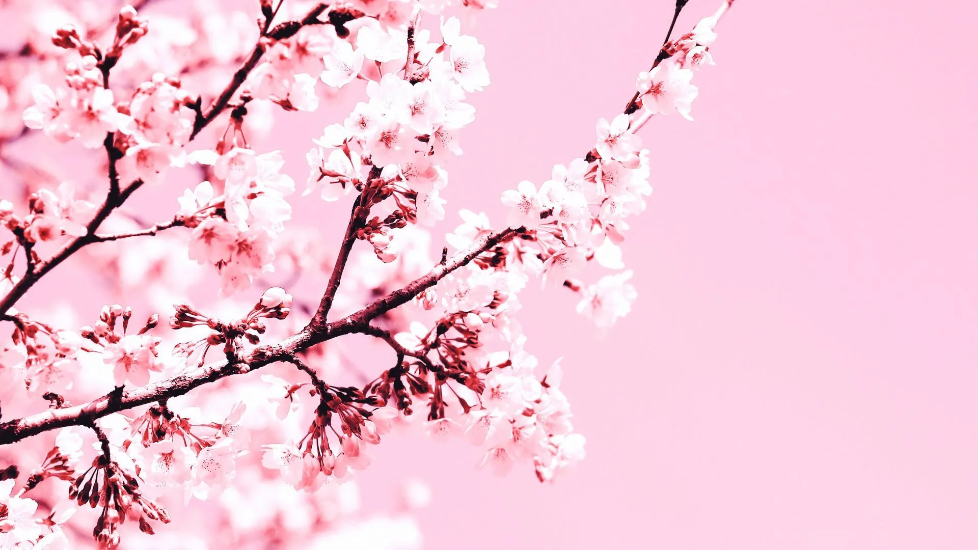 Download wallpaper 1920x1080 cherry blossom, flowers, branch, pink, plant, bloom full hd, hdtv, fhd, 1080p HD background
