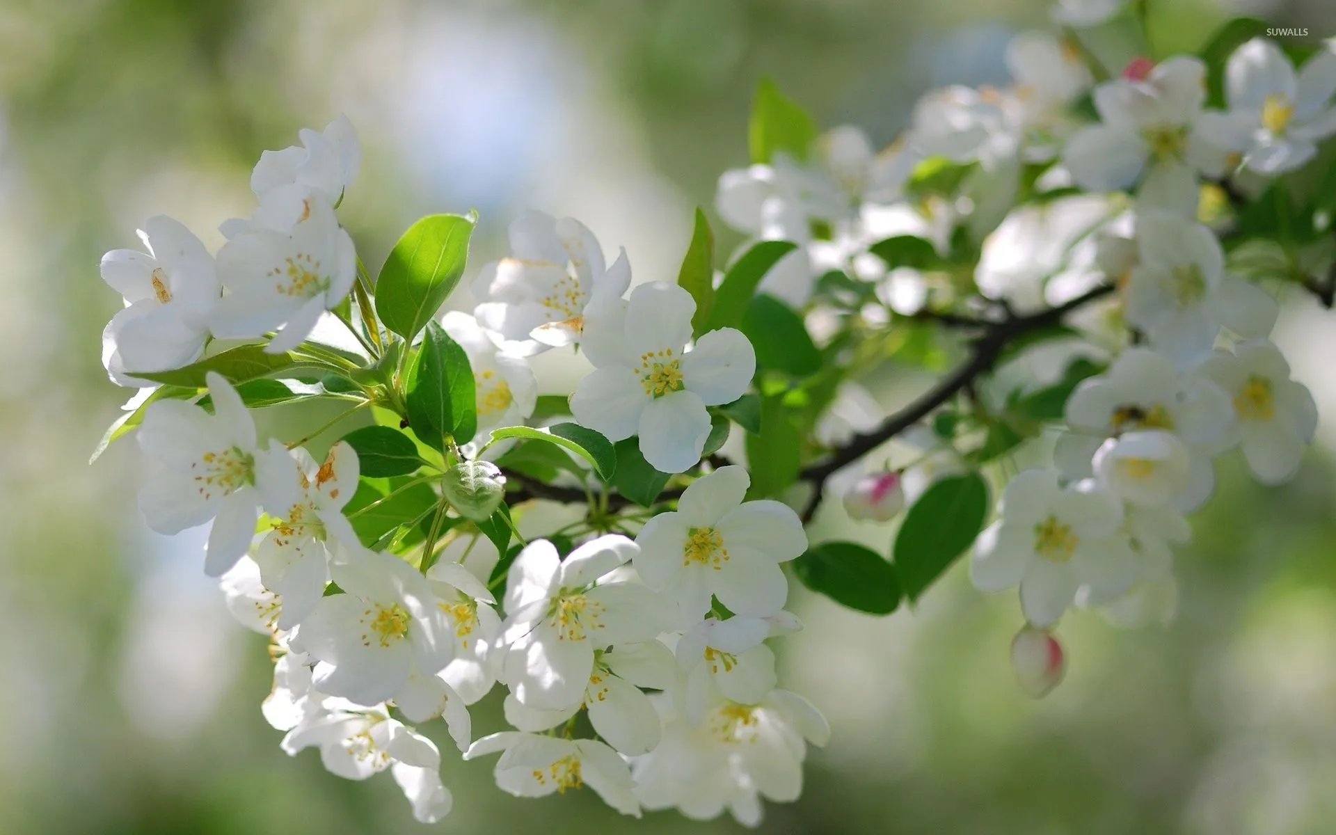 White cherry blossoms wallpaper wallpaper