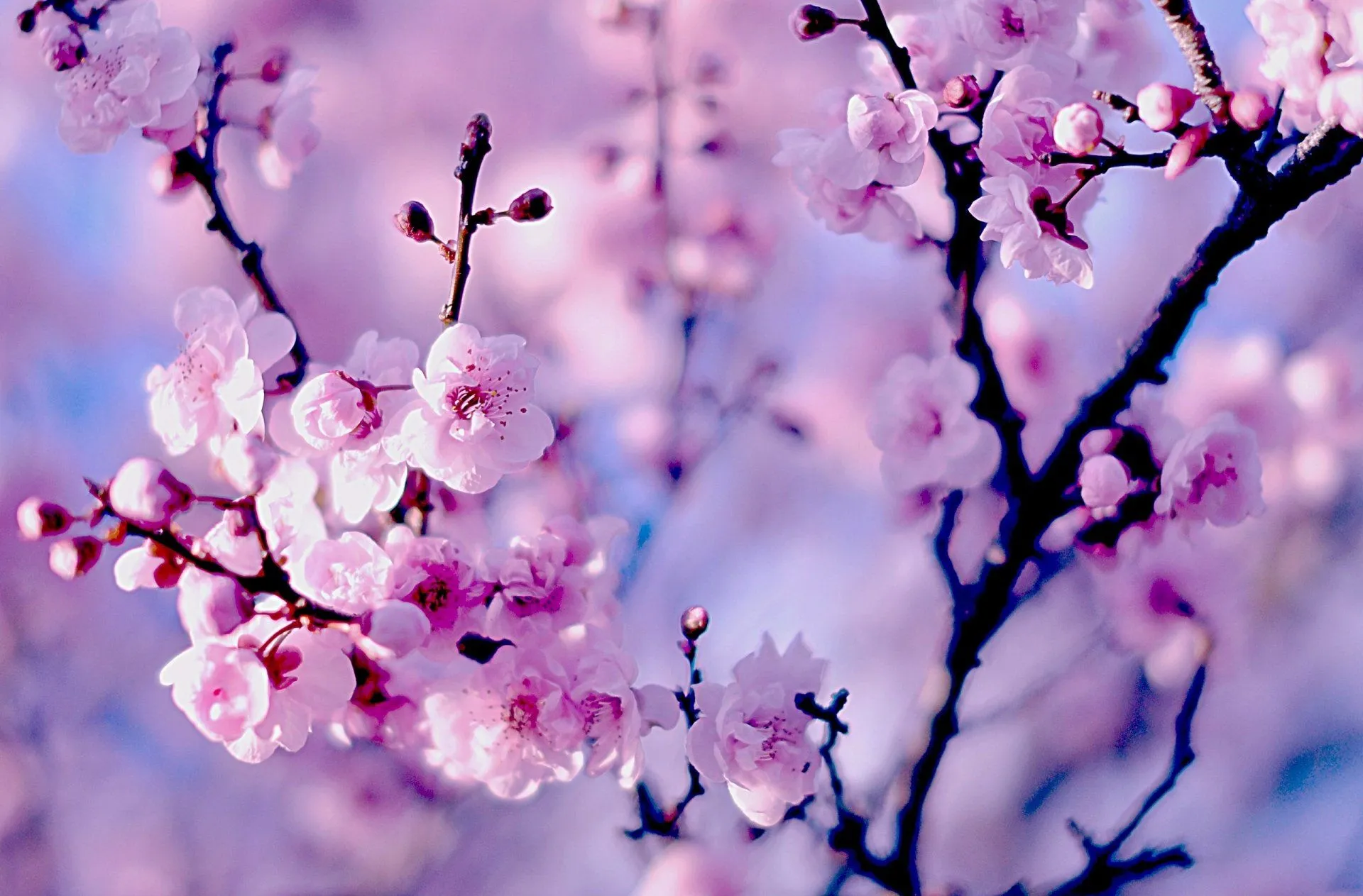HD Wallpaper: Delightful Cherry Blossom Close Upx1684