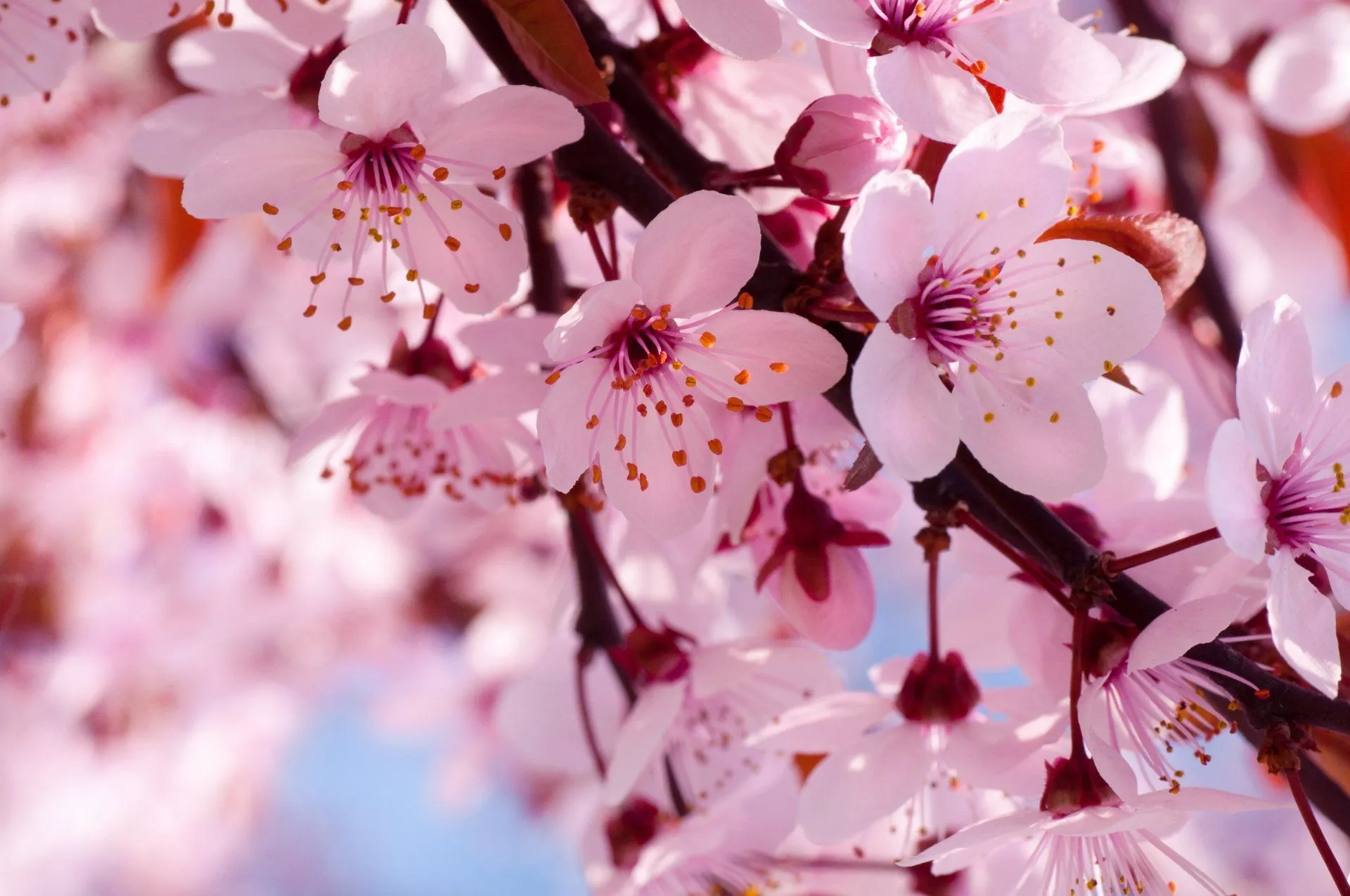 Stunning Pink Cherry Blossoms Ultra HD Wallpaperx5696