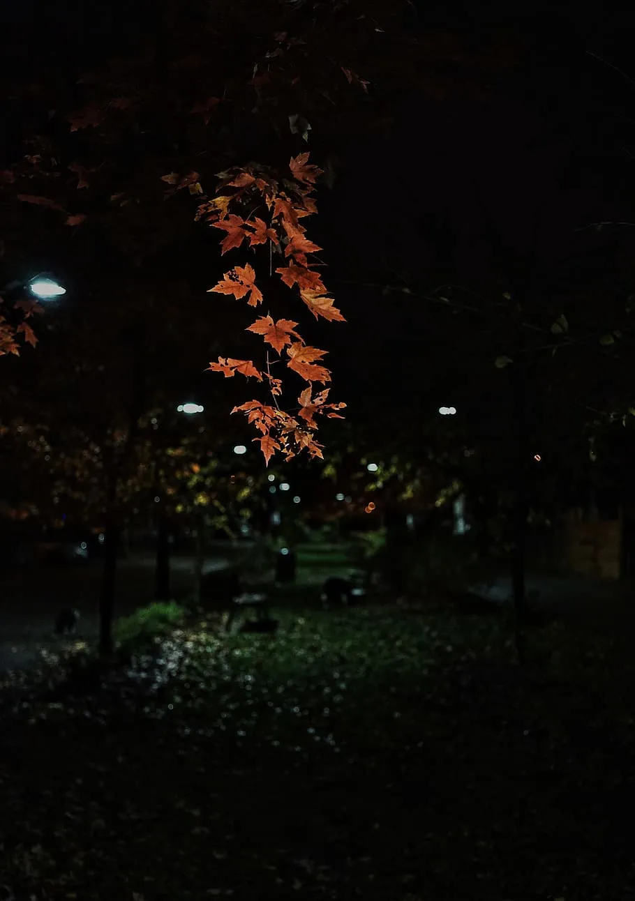 Night fall 1080P, 2K, 4K, 5K HD wallpaper free download