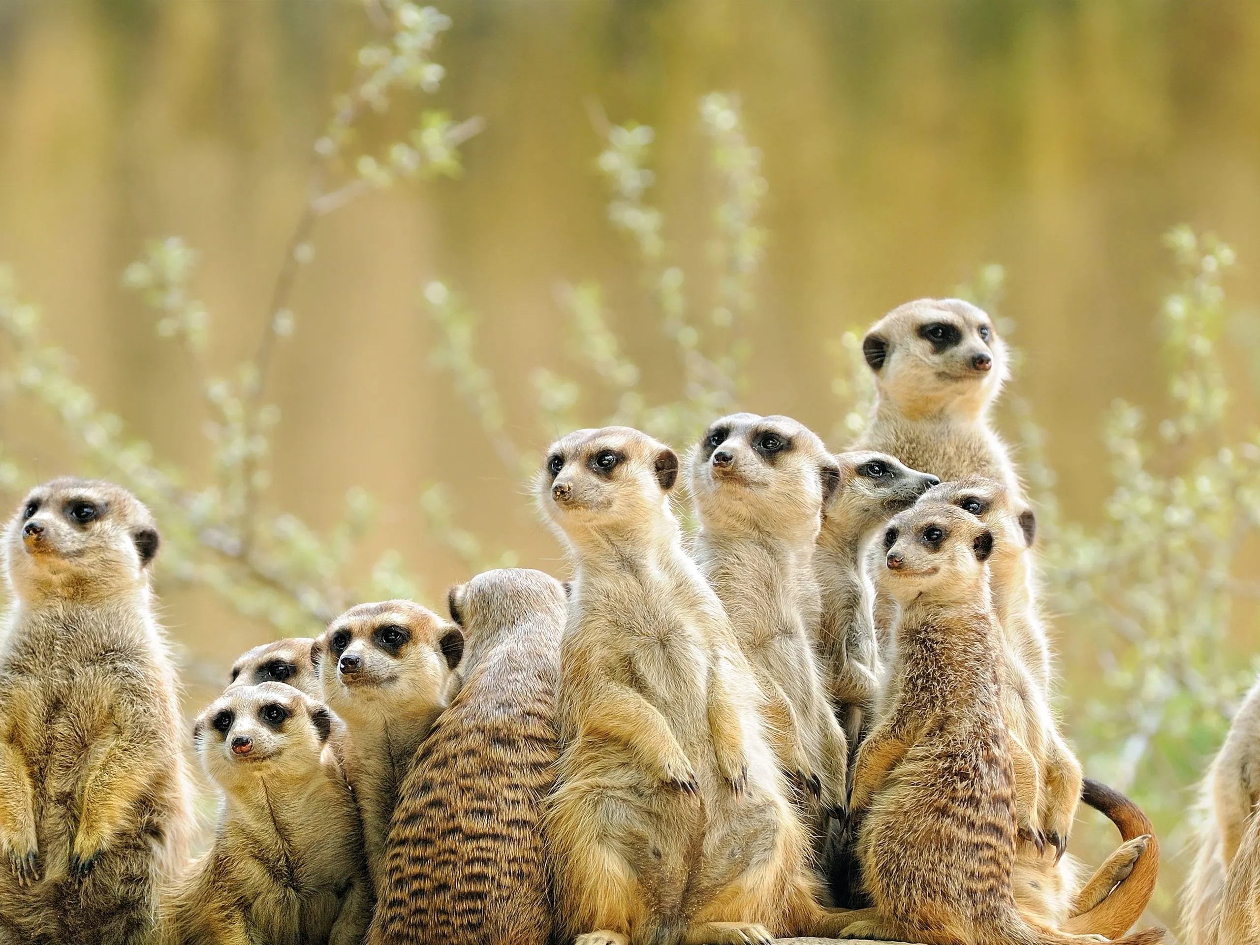 Manor Meerkat Family Bing 4K