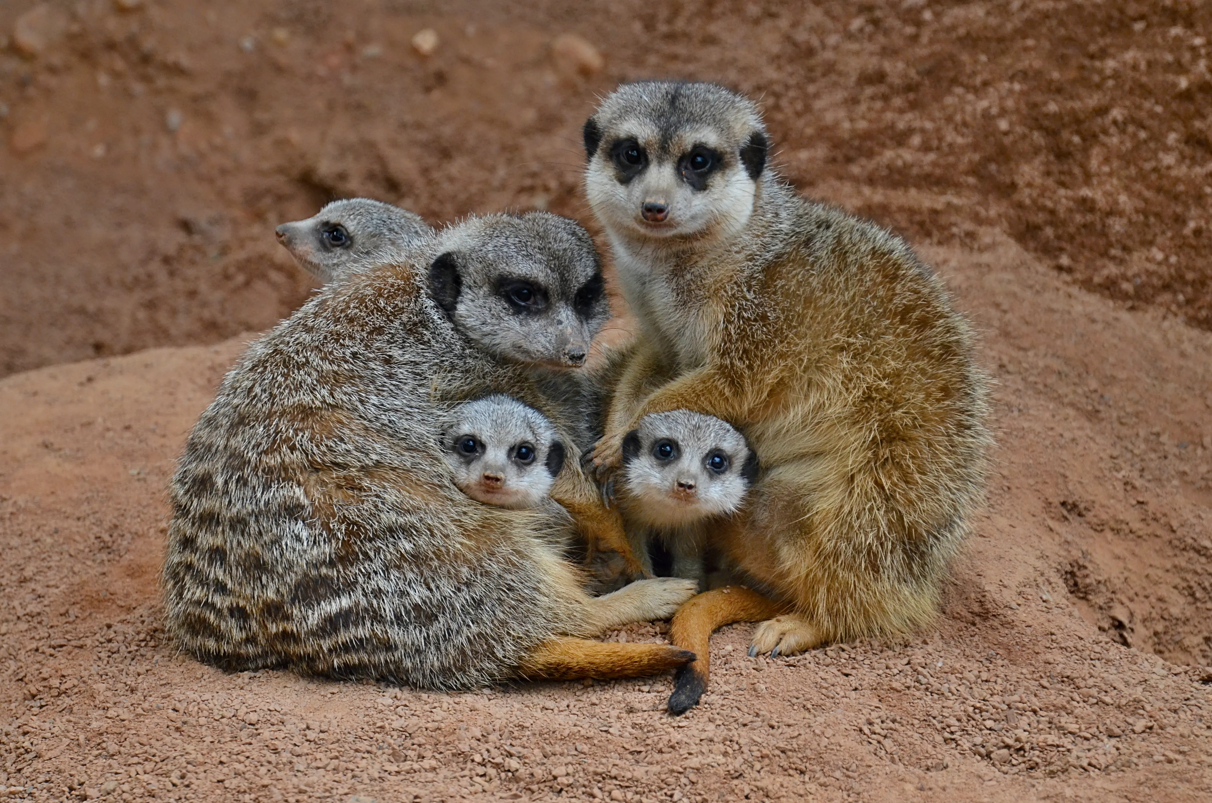 Meerkat Manor Photo, Download The BEST Free Meerkat Manor & HD Image