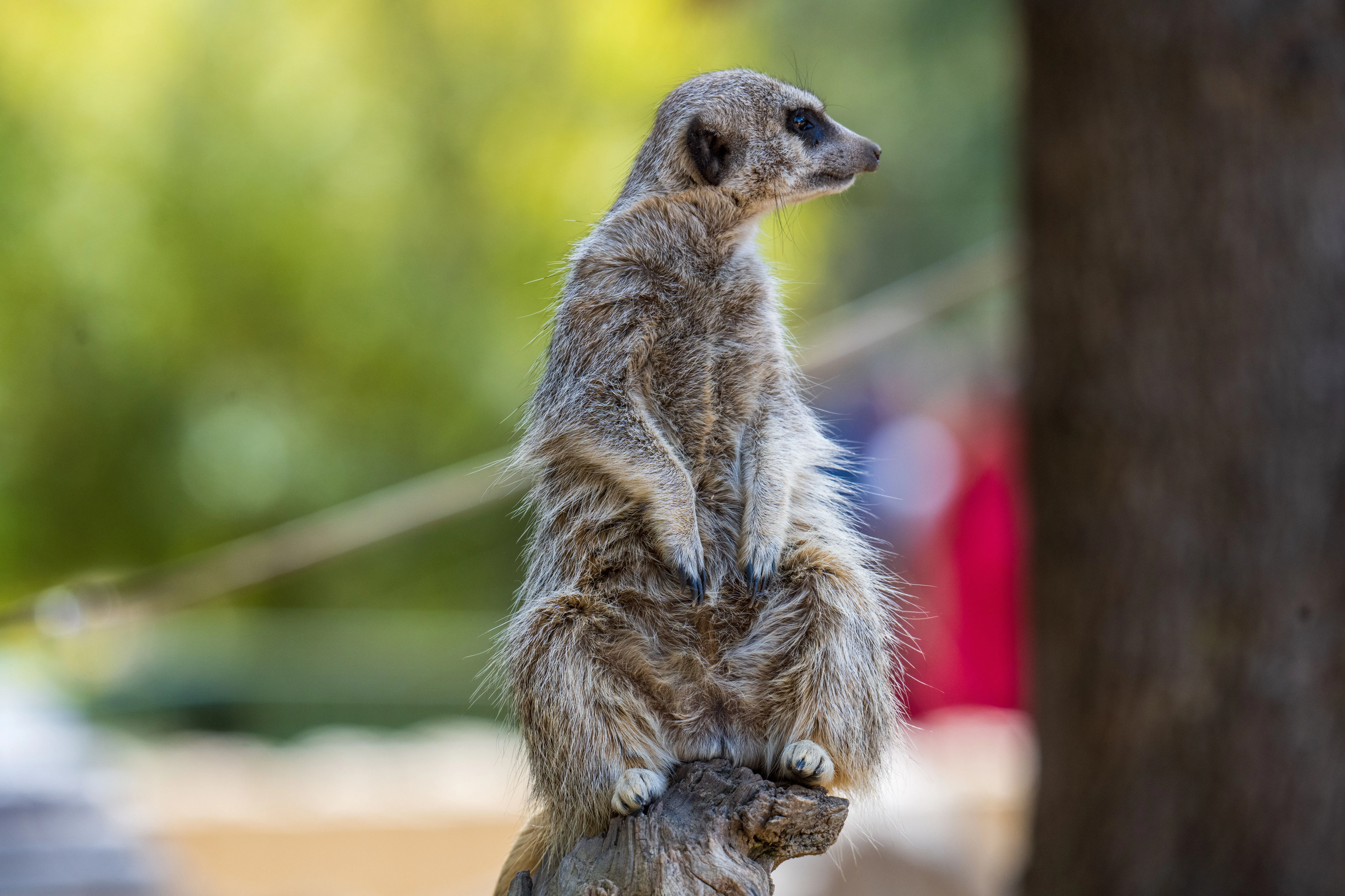 Meerkat Manor Photo, Download The BEST Free Meerkat Manor & HD Image