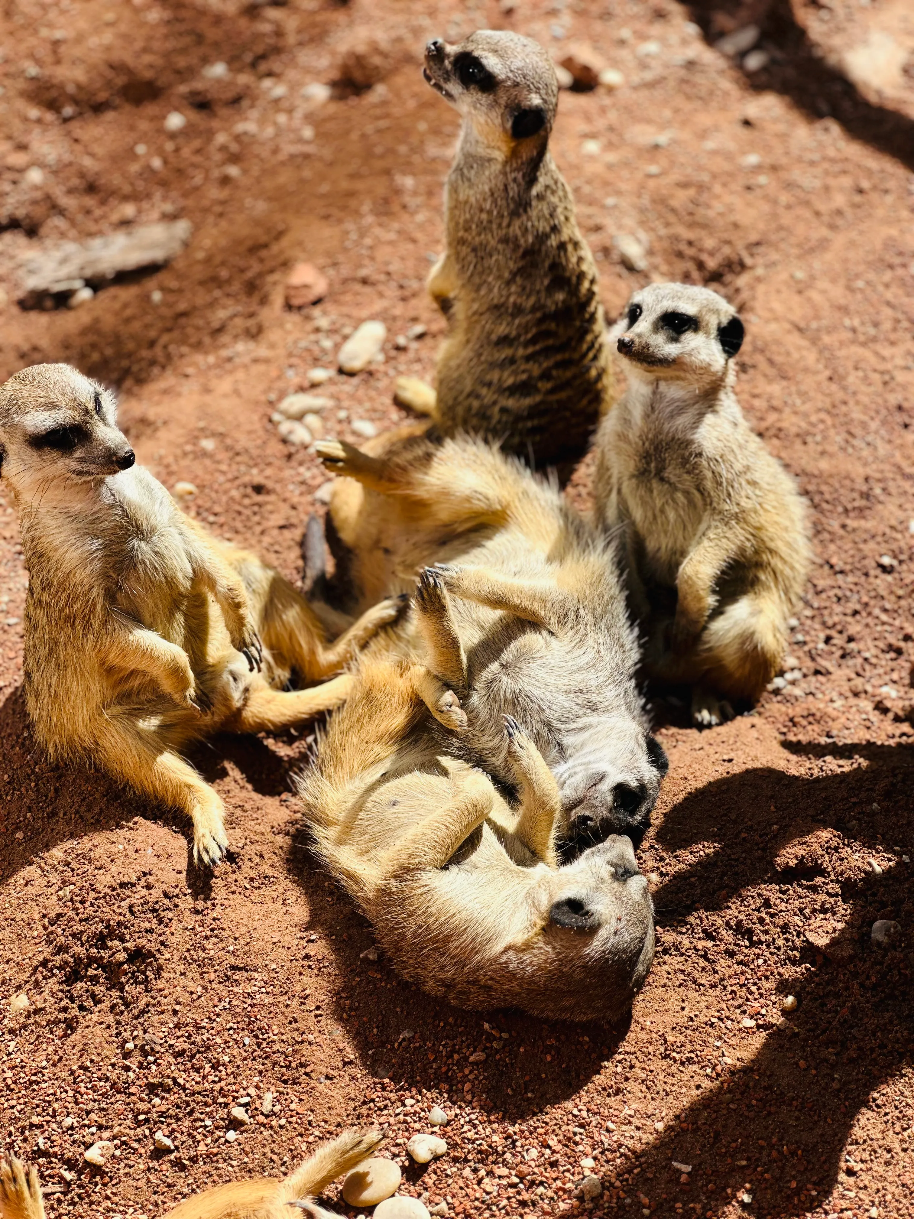 Meerkat Manor Photo, Download The BEST Free Meerkat Manor & HD Image