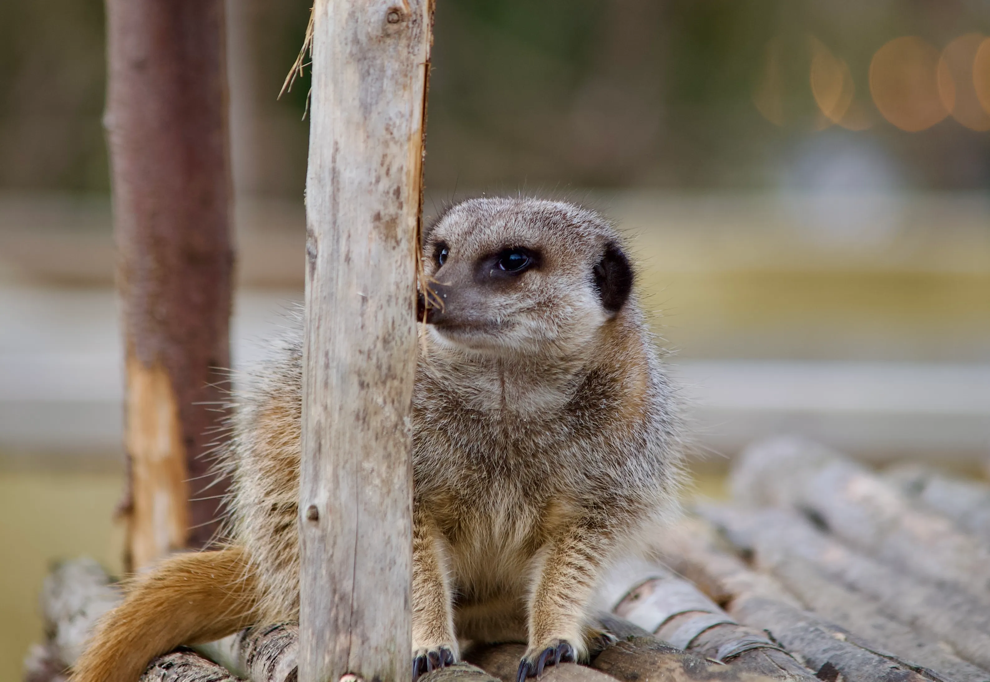 Meerkat Manor Photo, Download The BEST Free Meerkat Manor & HD Image